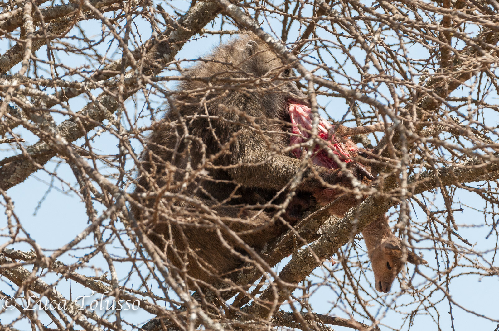 Il babbuino cacciatore