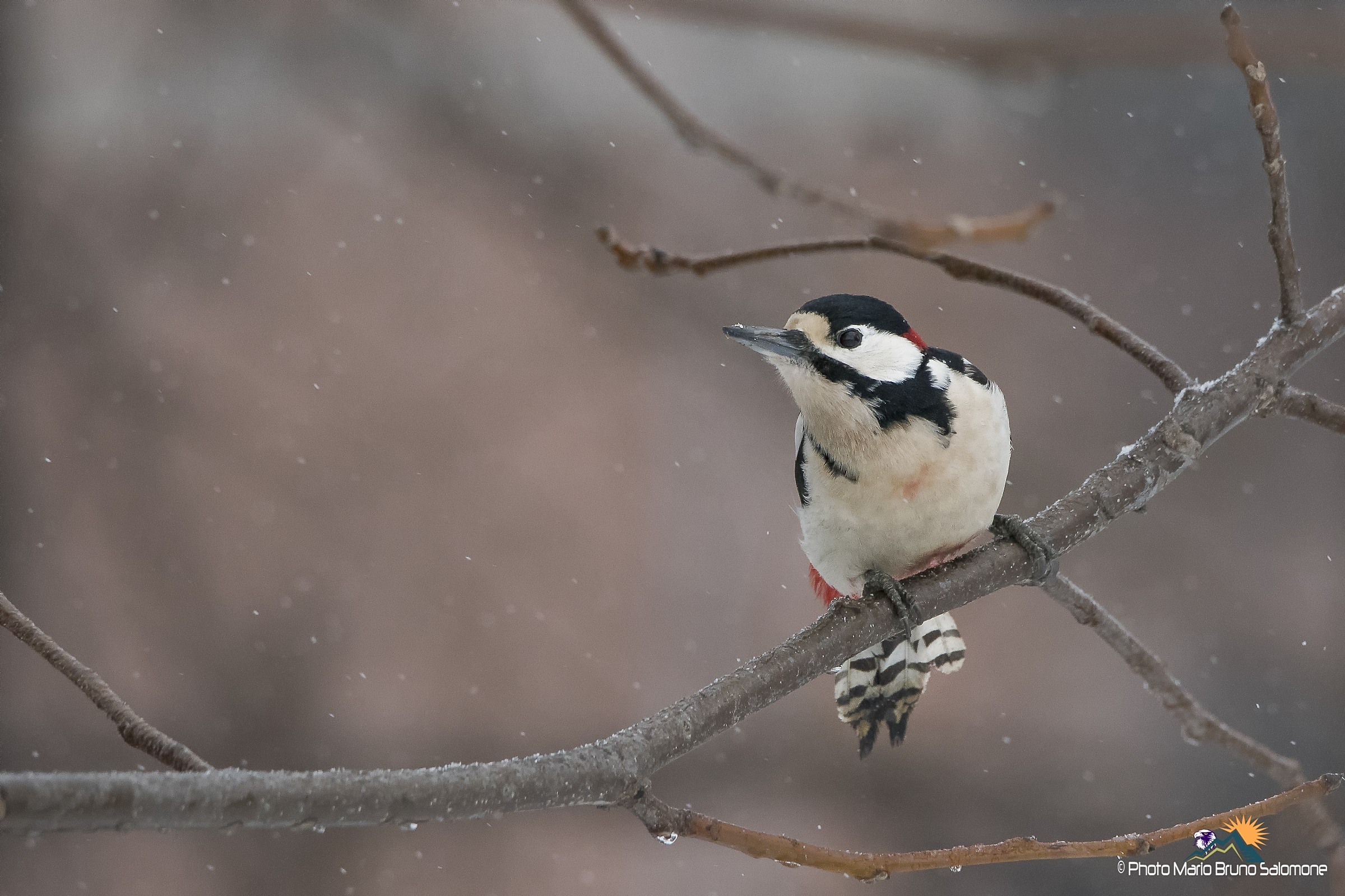 Listening to the snow: Great Spotted Woodpecker.