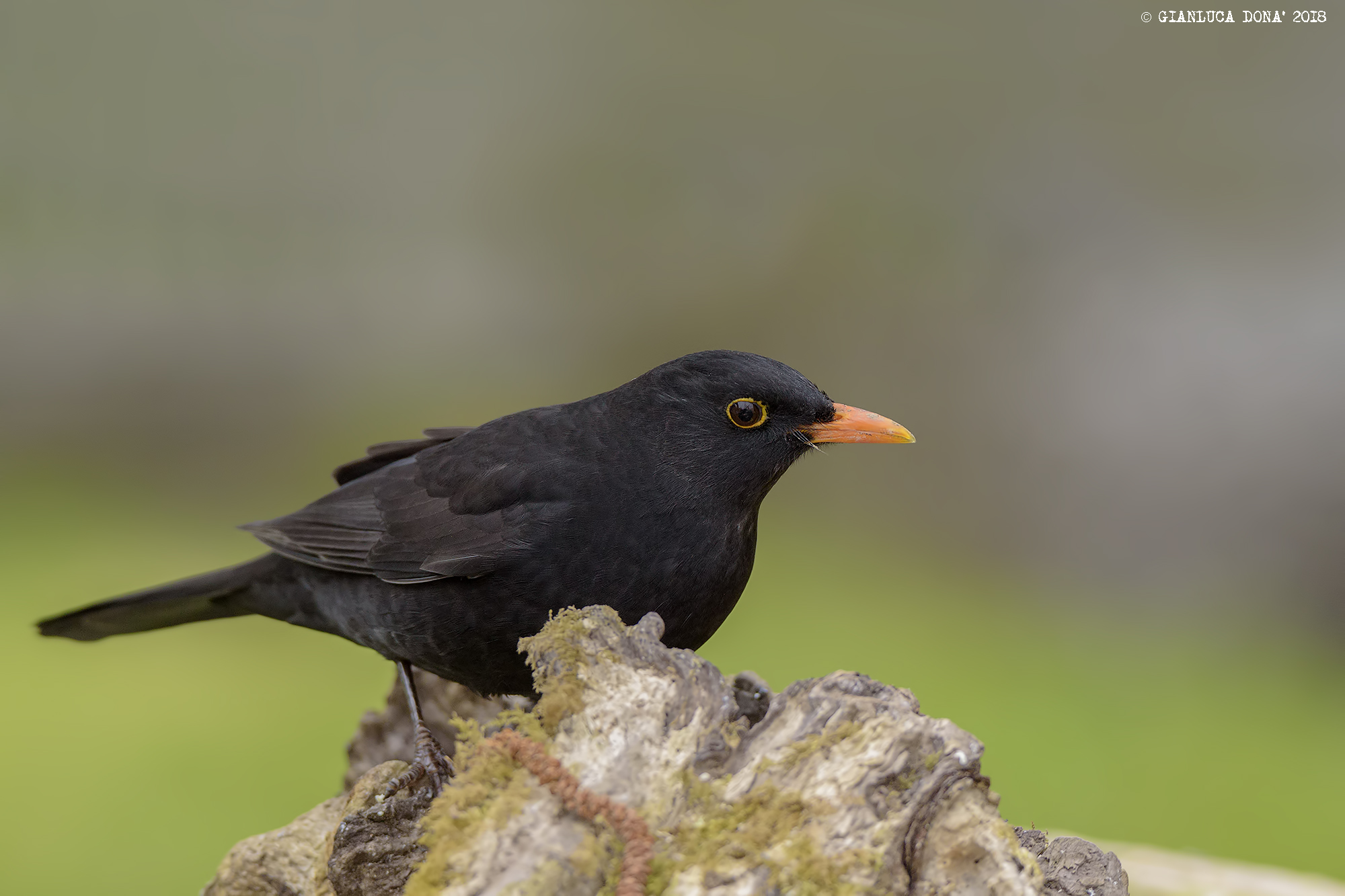 Turdus merula L. 1758 (M)