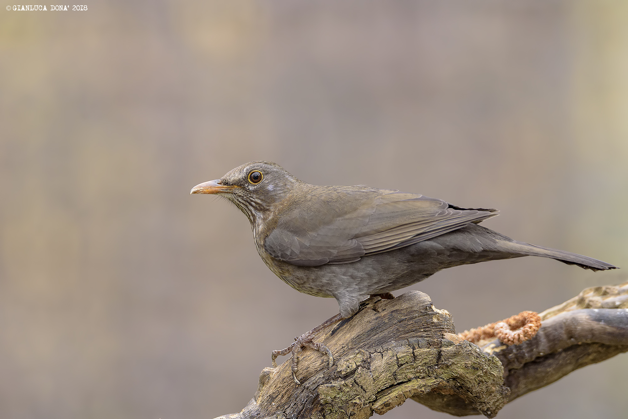 Turdus merula L. 1758 (F)