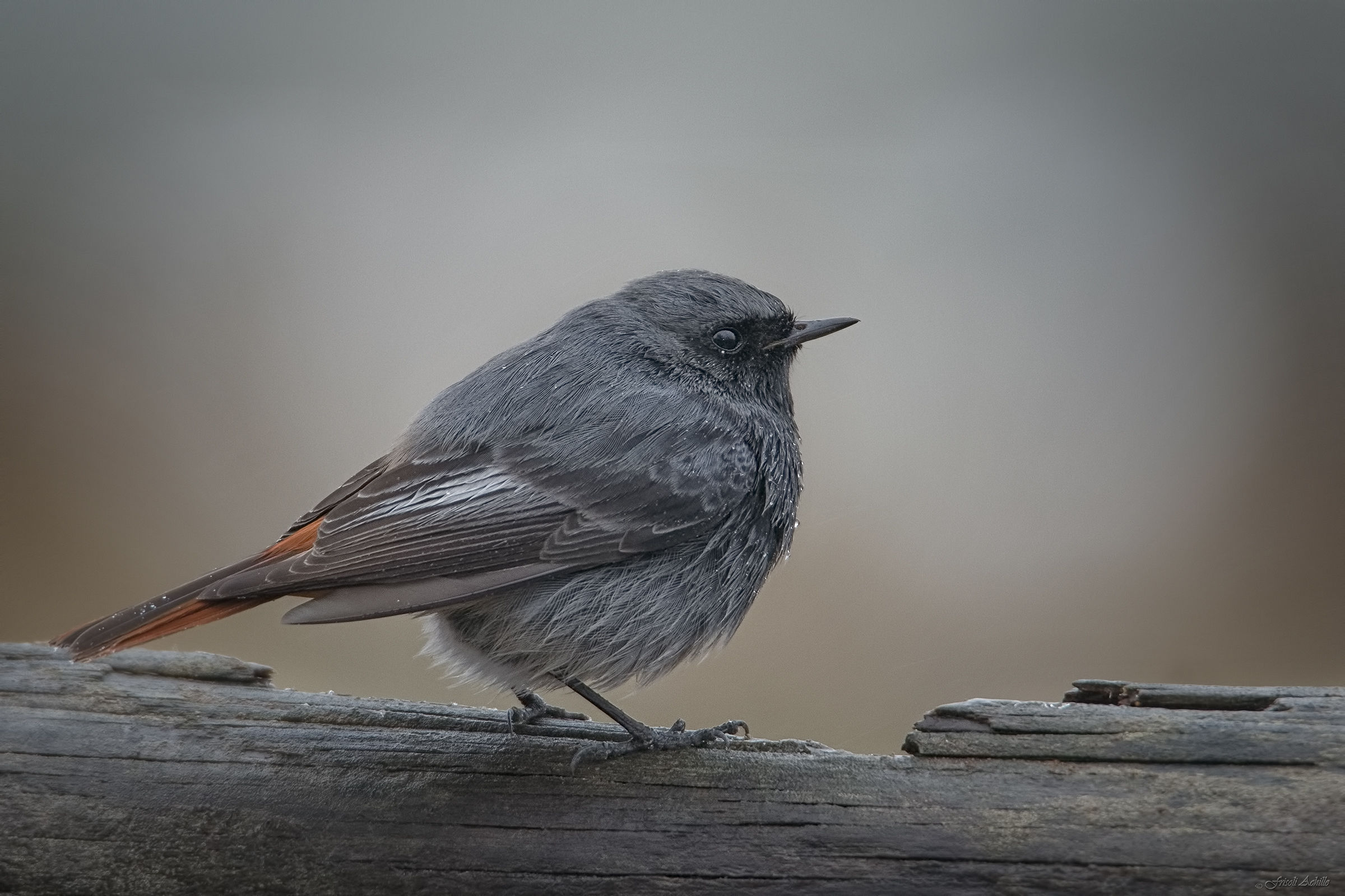 Waiting for the burian wind ........