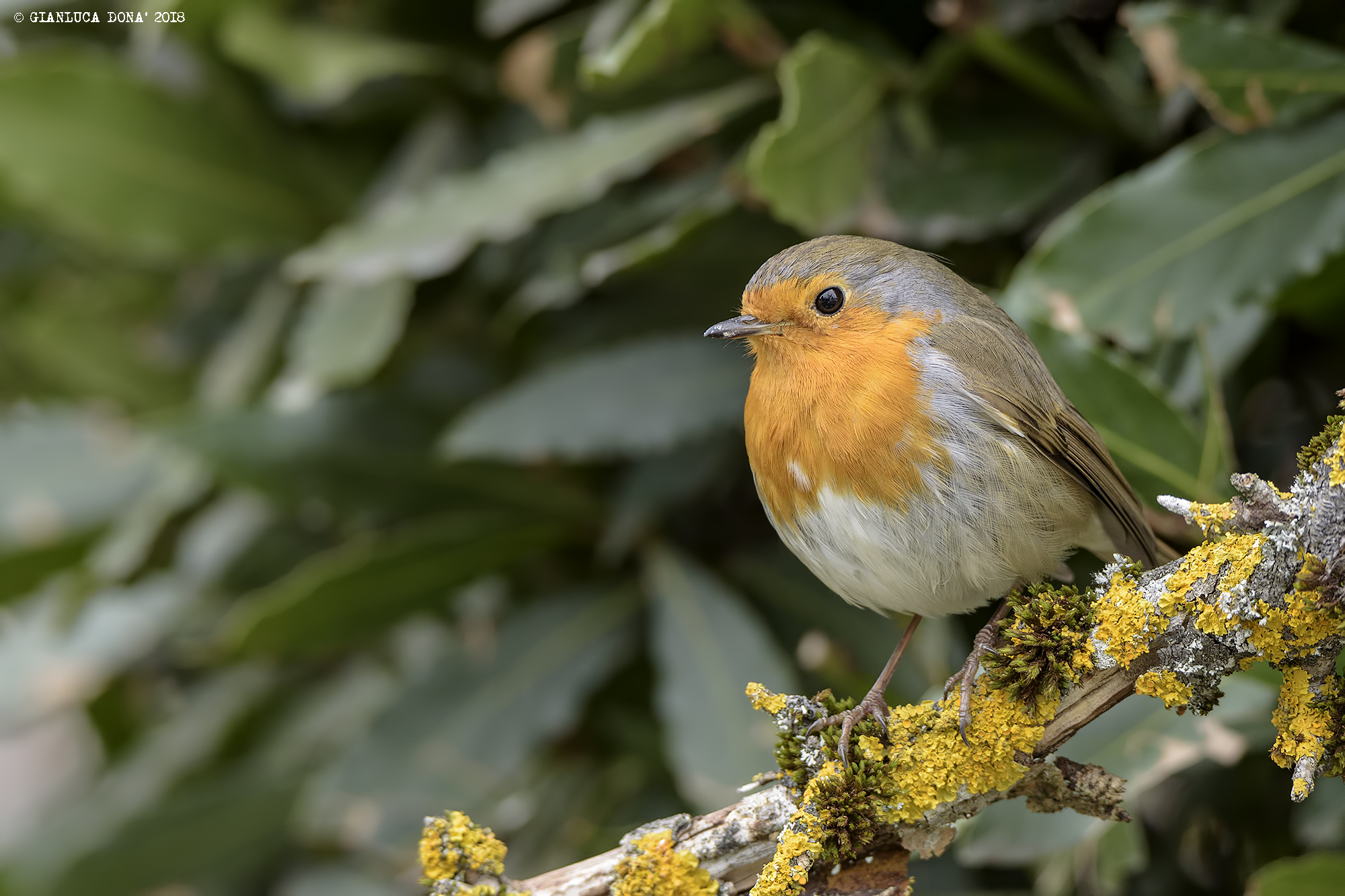 Erithacus rubecula L. 1758