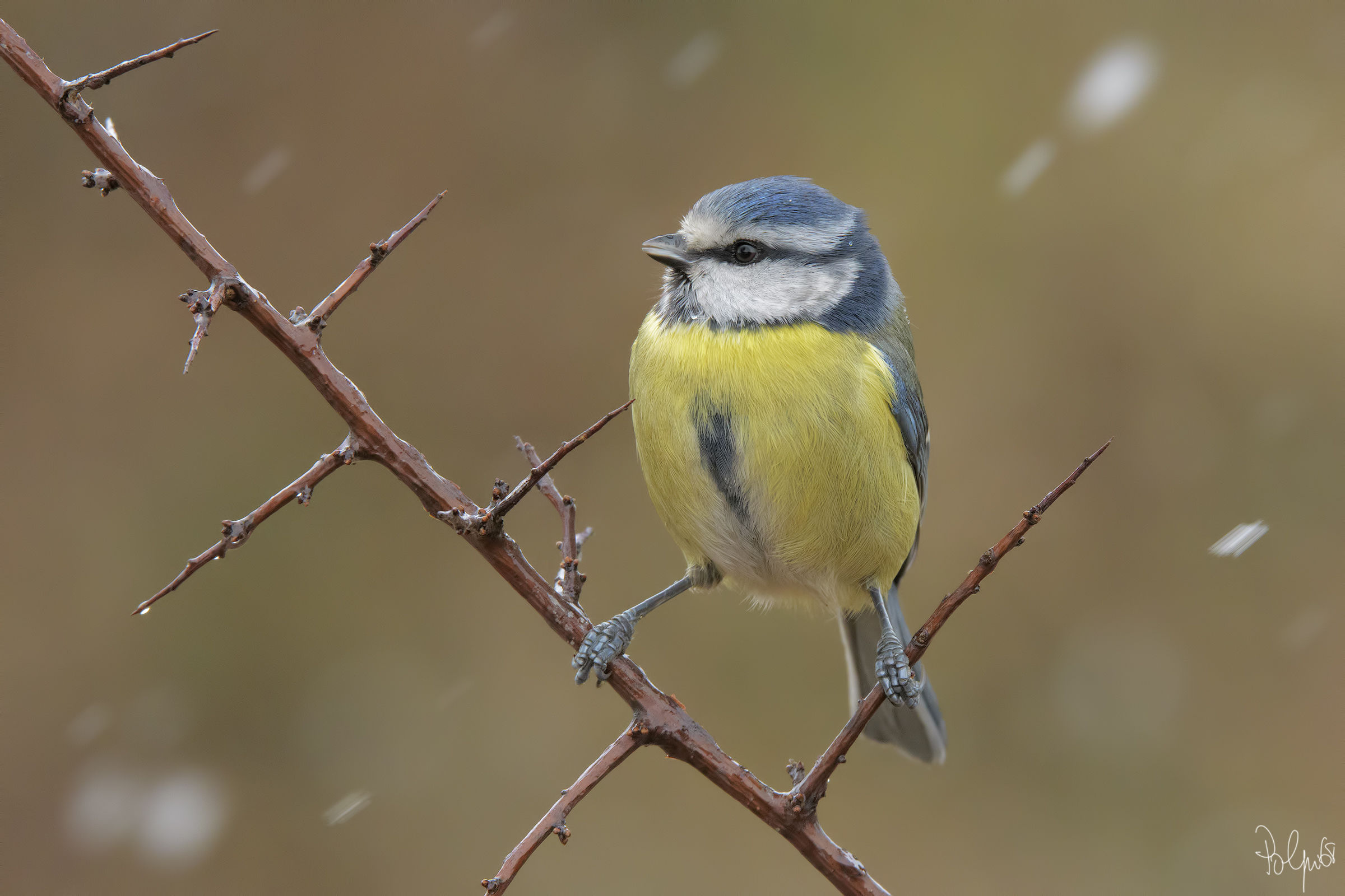 The Blue Tit and the snow
