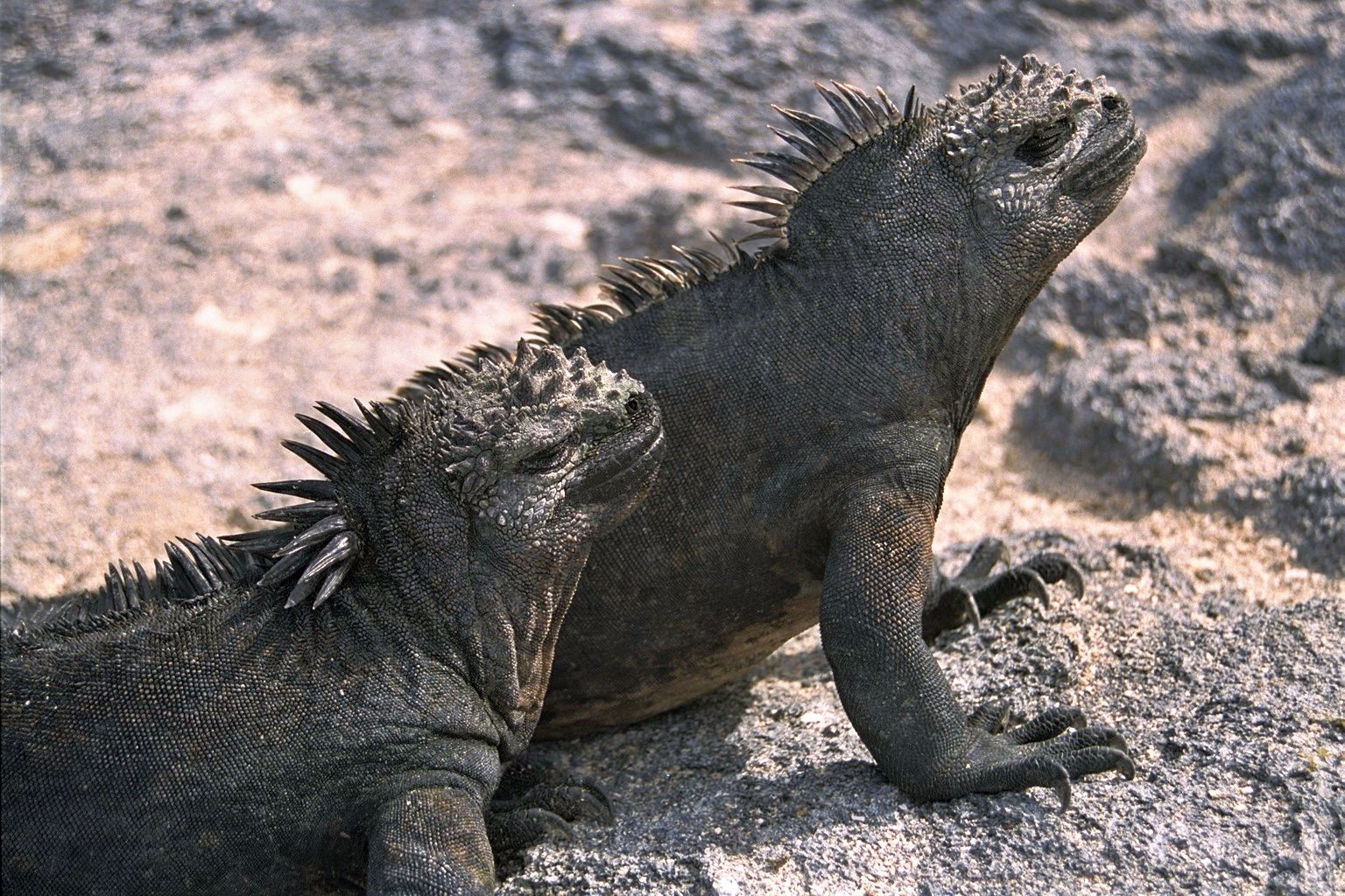 Iguana