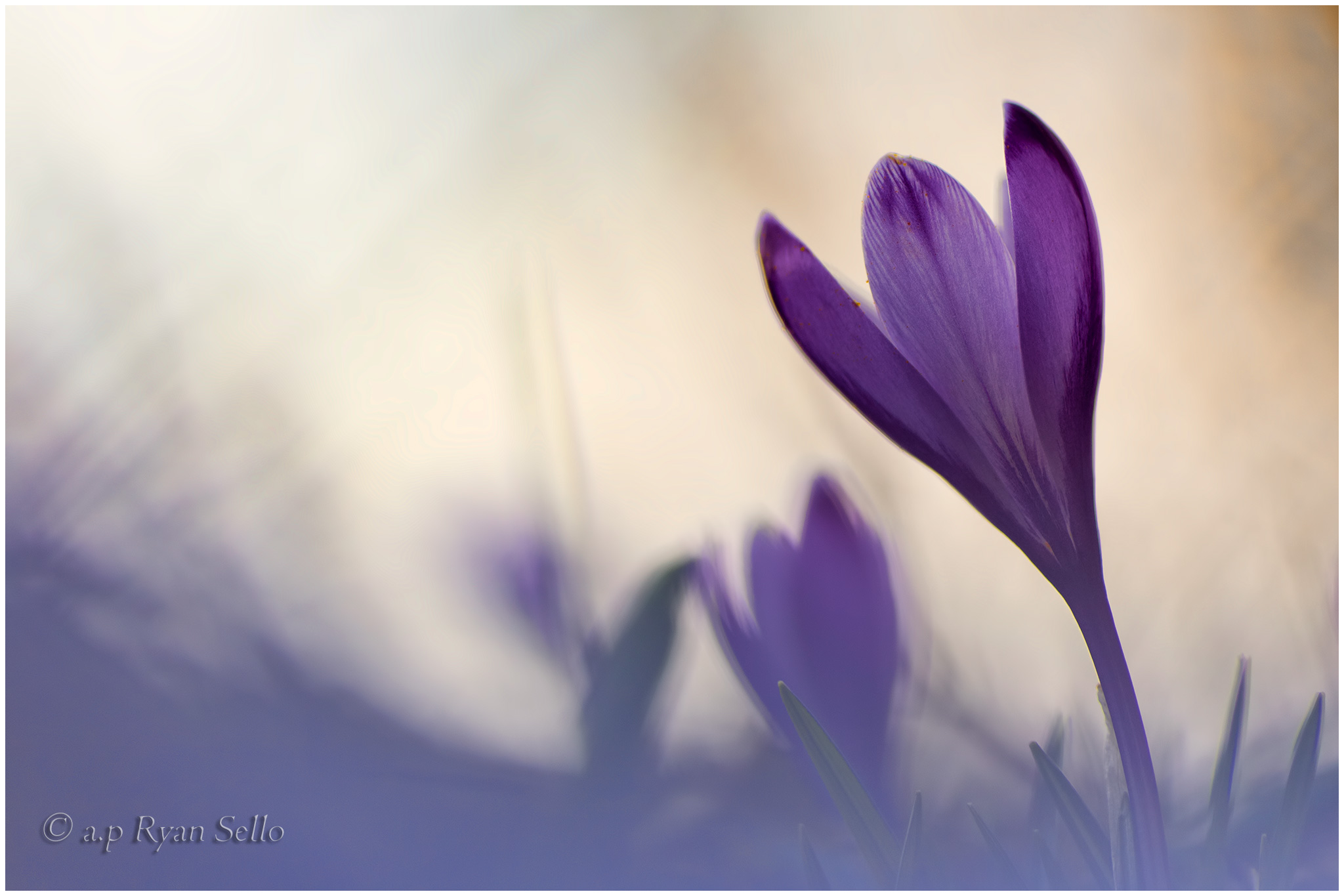 suffused crocus