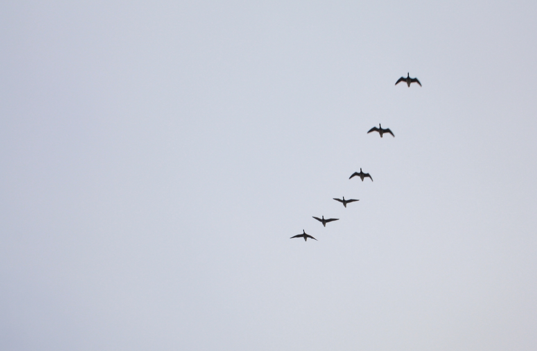 Esponenziale. Irlanda