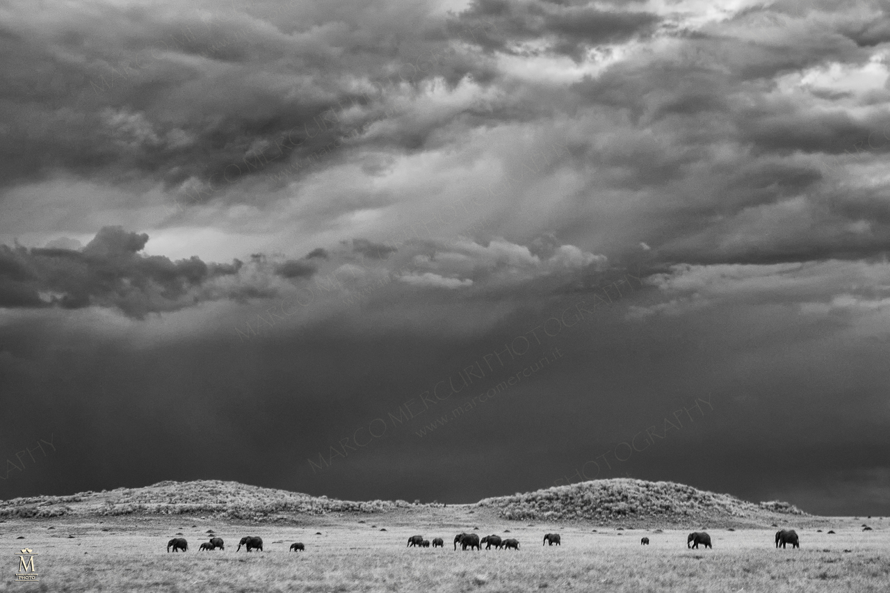Elephants in the Mara