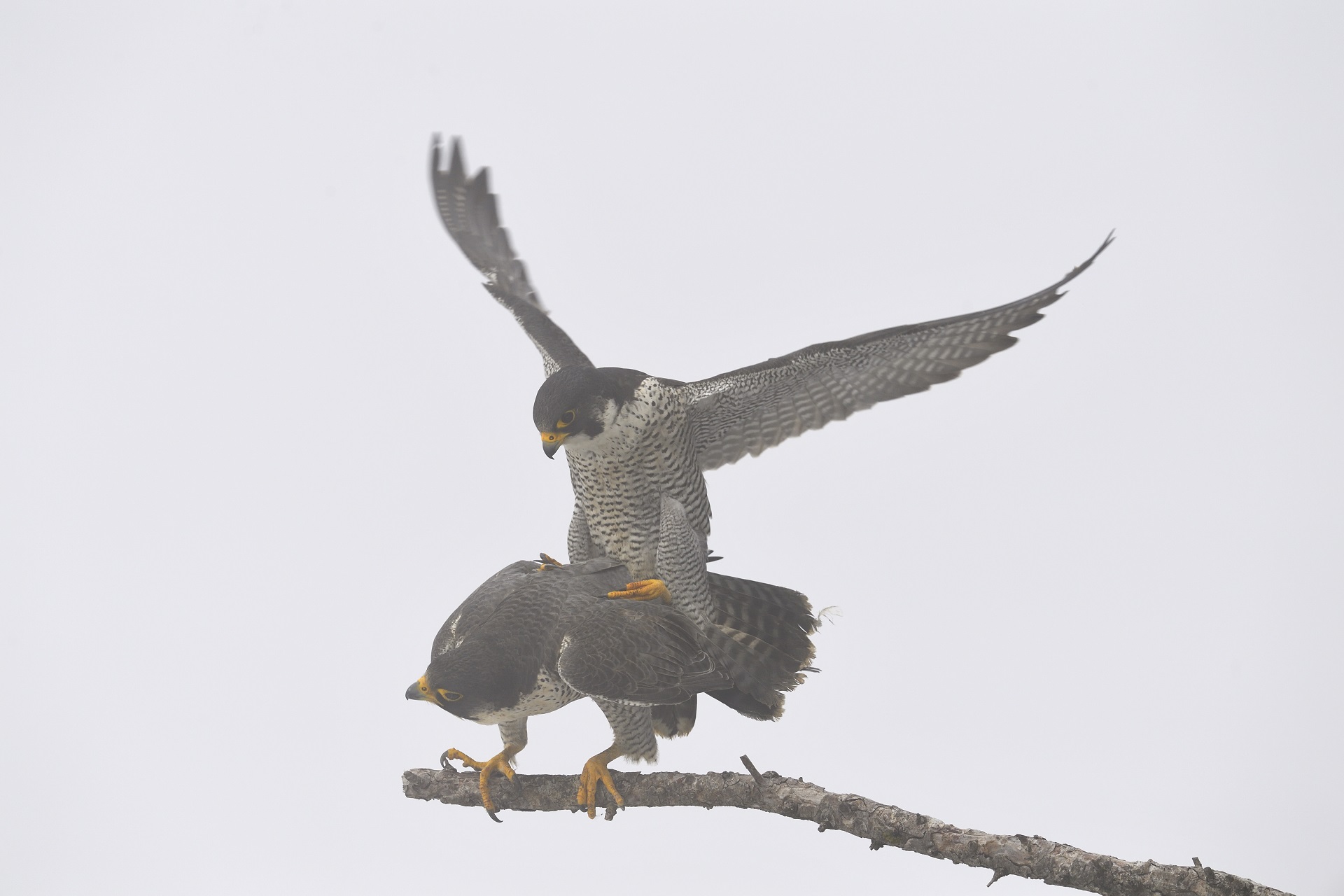 volo sulle ali del piacere