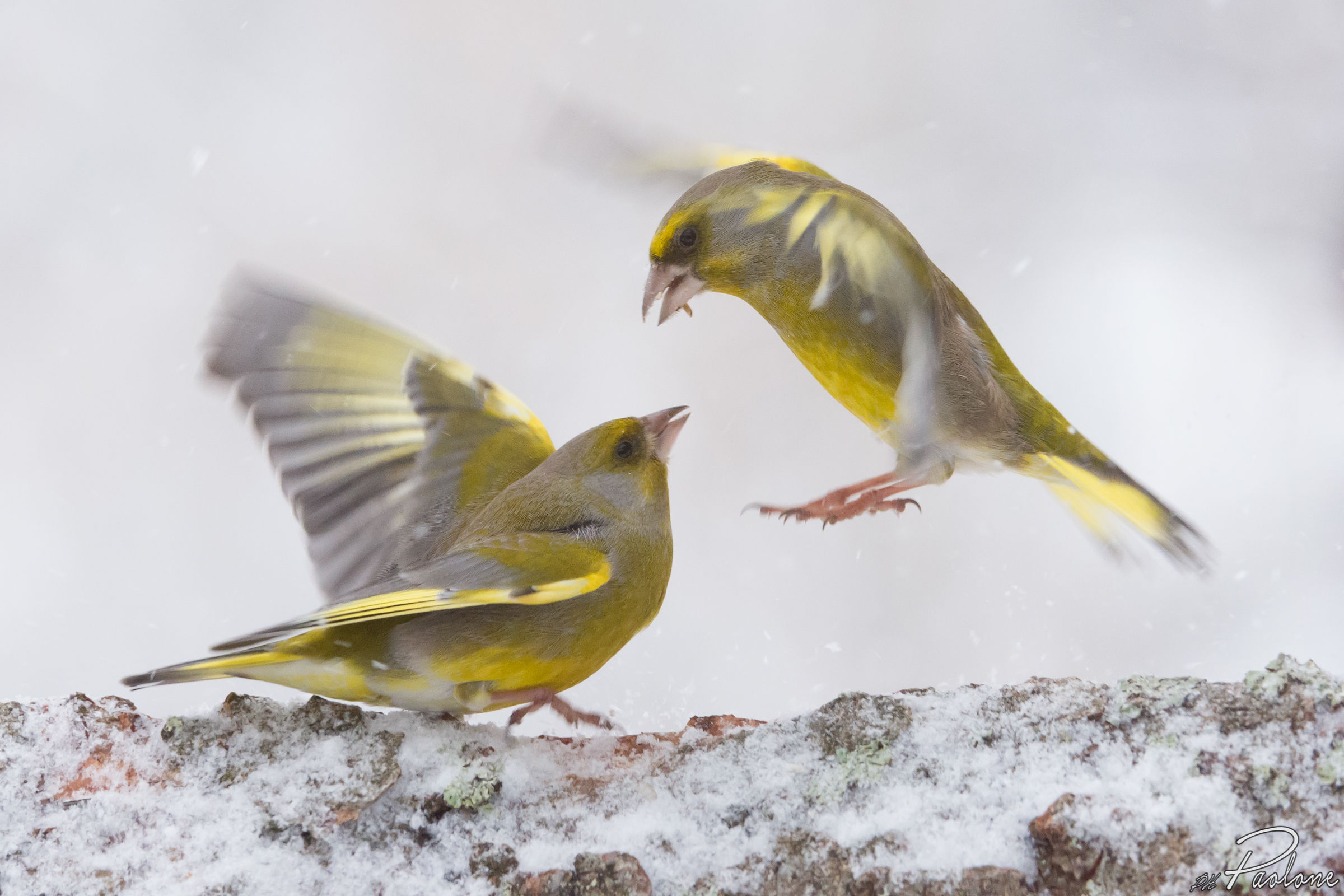 The battle of the verdons !!