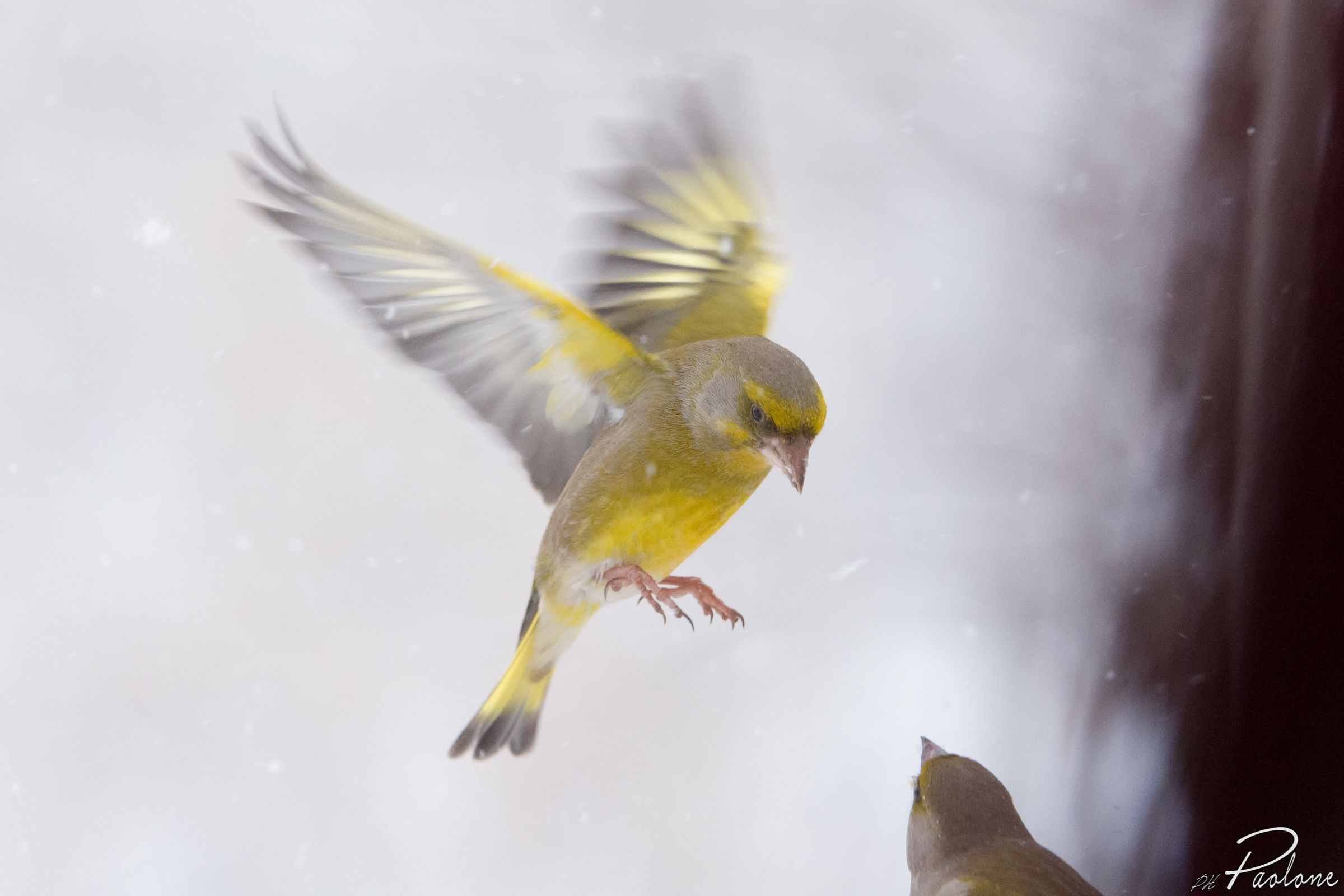 Battle between verdons!