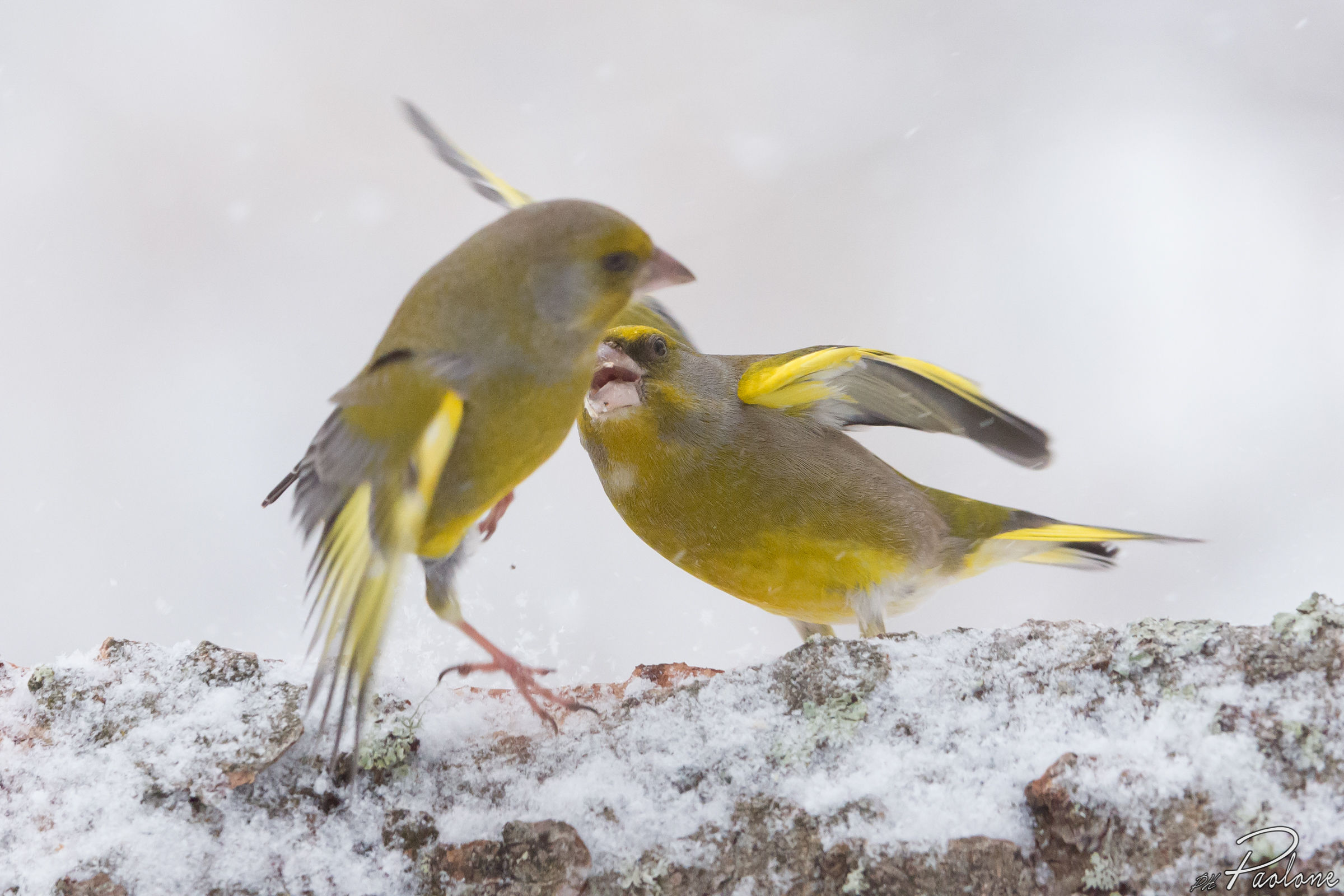 Battle between verdons!