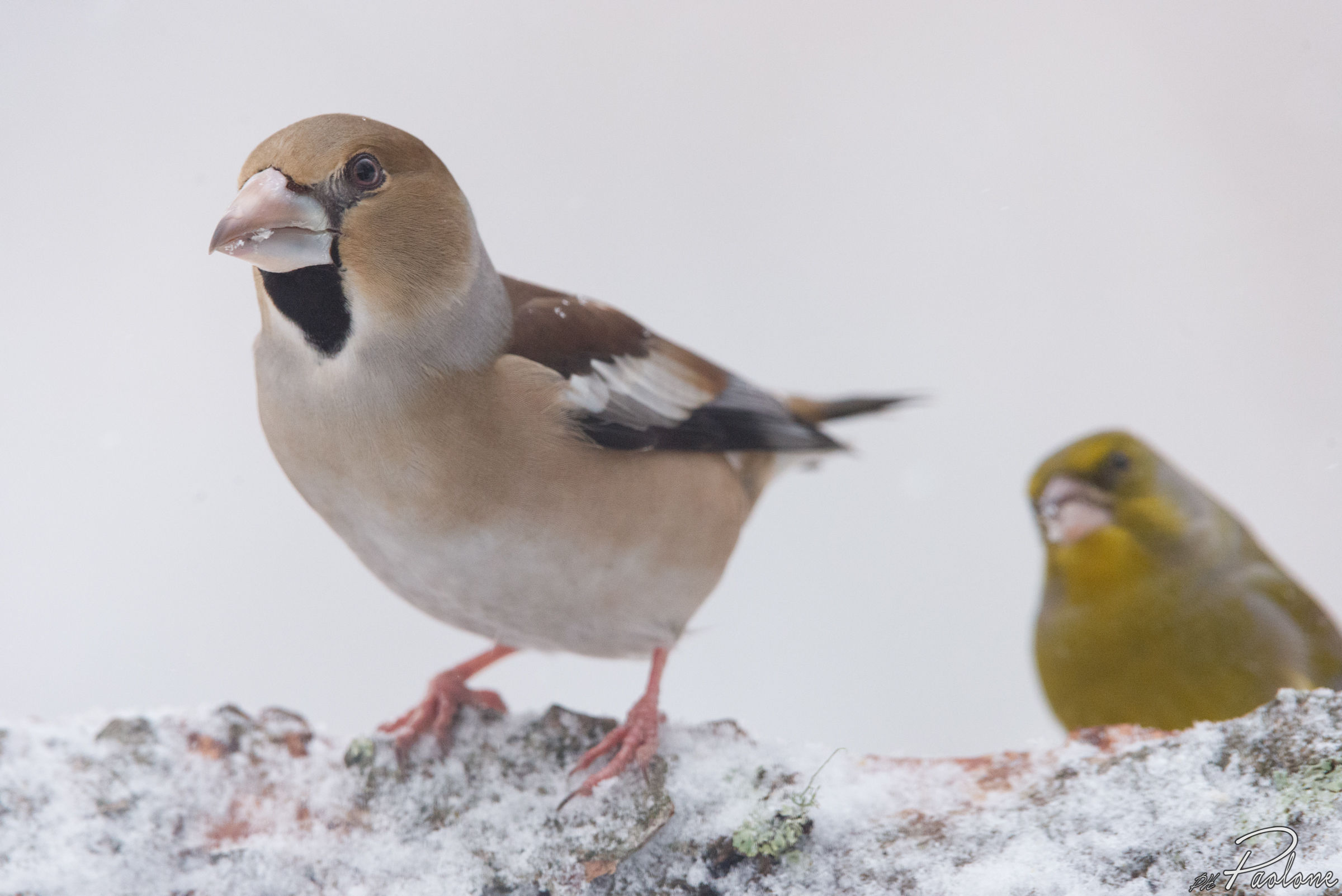 Hawfinch and greenfinch