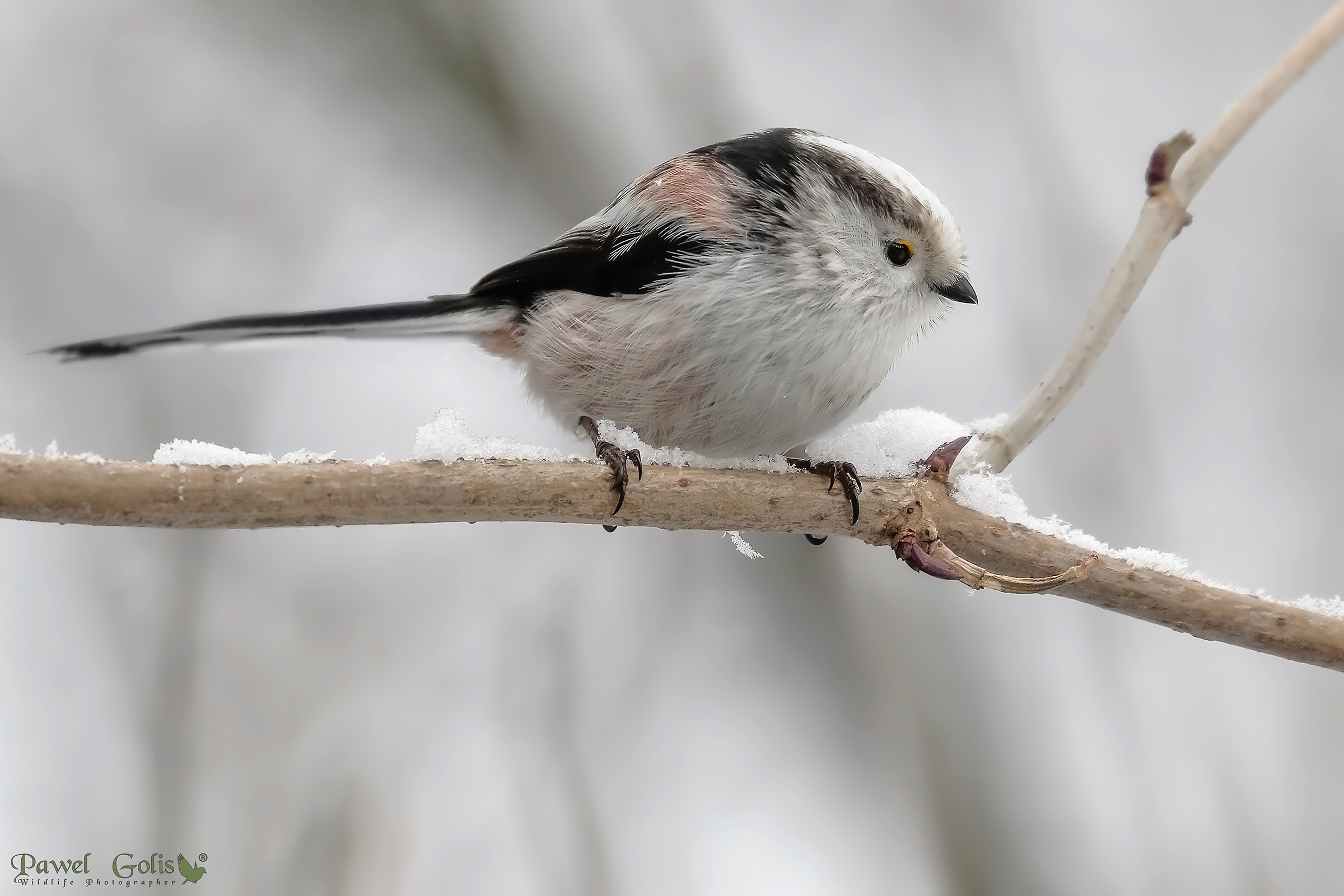 Long-tailed bushtit (Aegithalos caudatus)