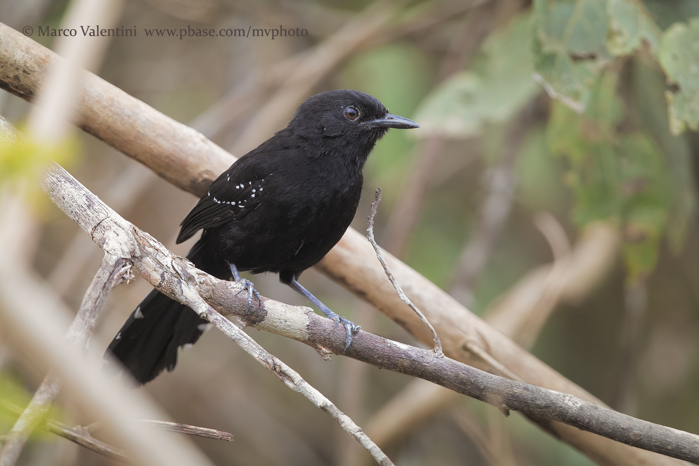 Mato Grosso Antbird