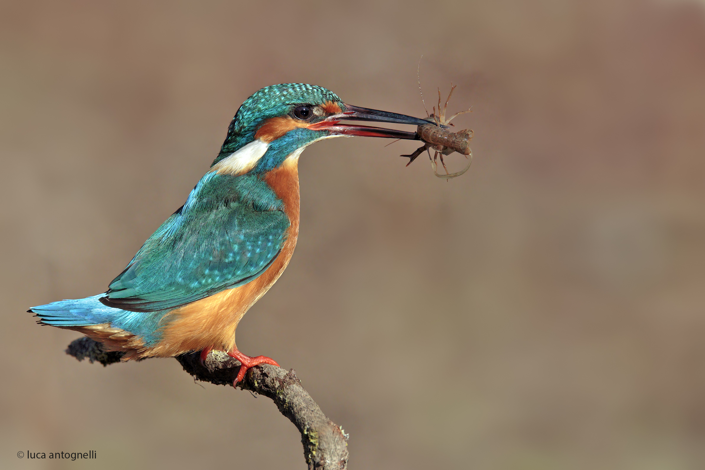Martin Pescatore con Gambero.
