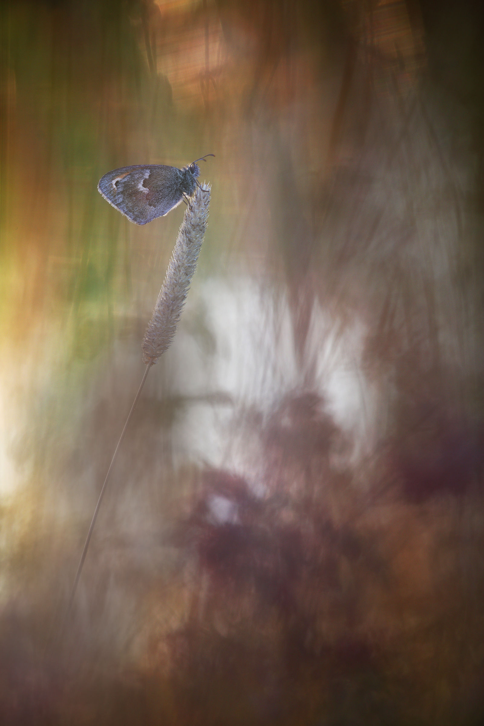 Coenonympha pamphilus