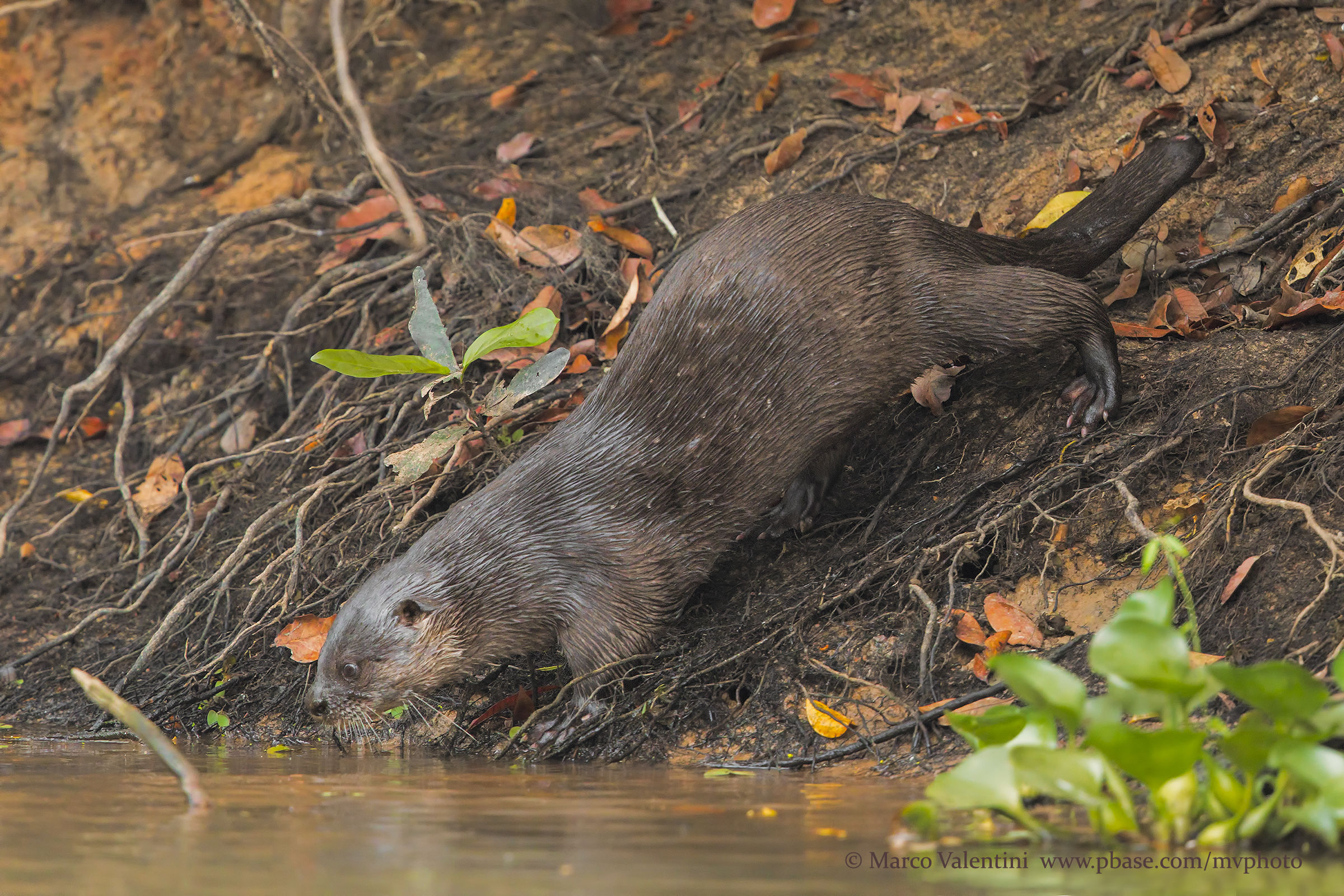 Otter of South America
