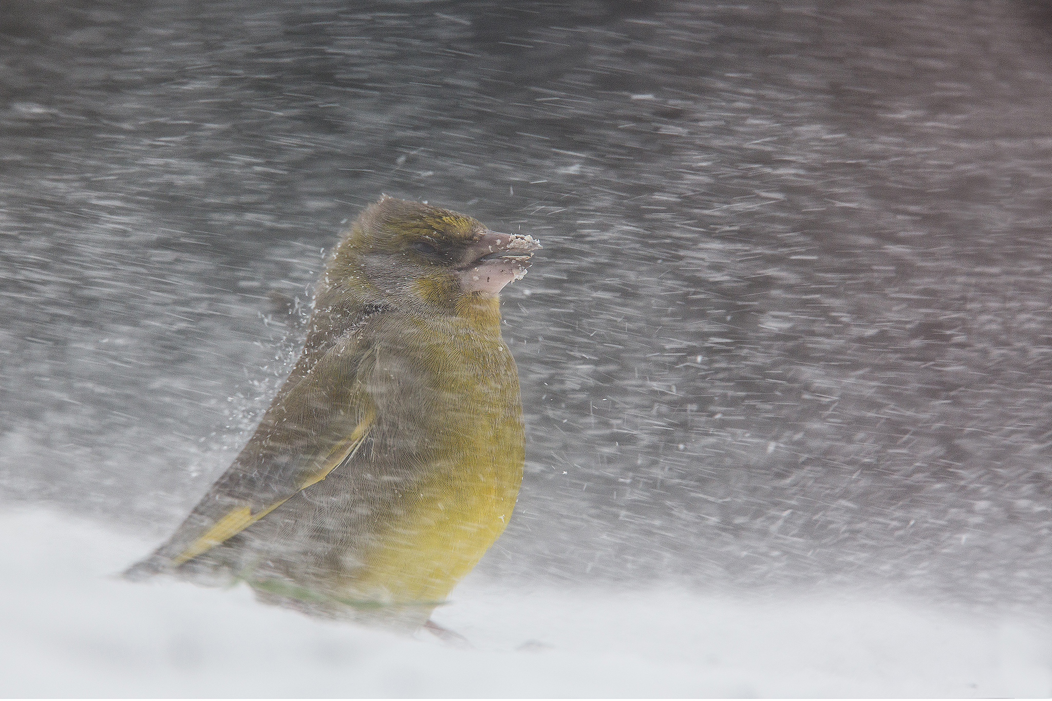Buran - Verdone (and photographer) in the storm.