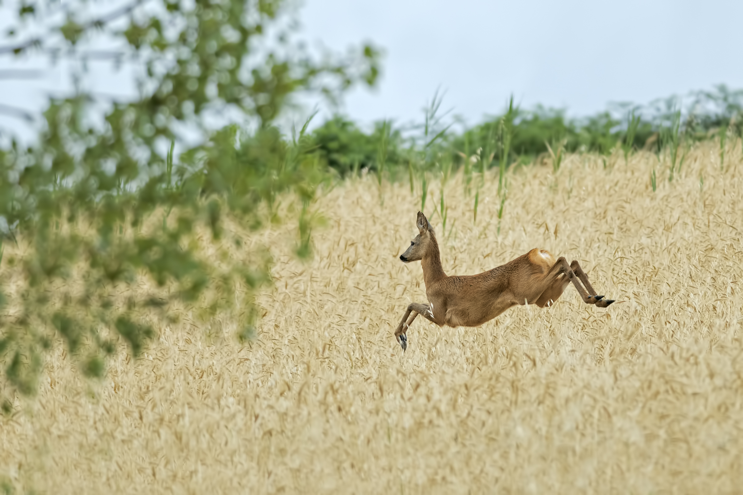 Jumping on the wheat