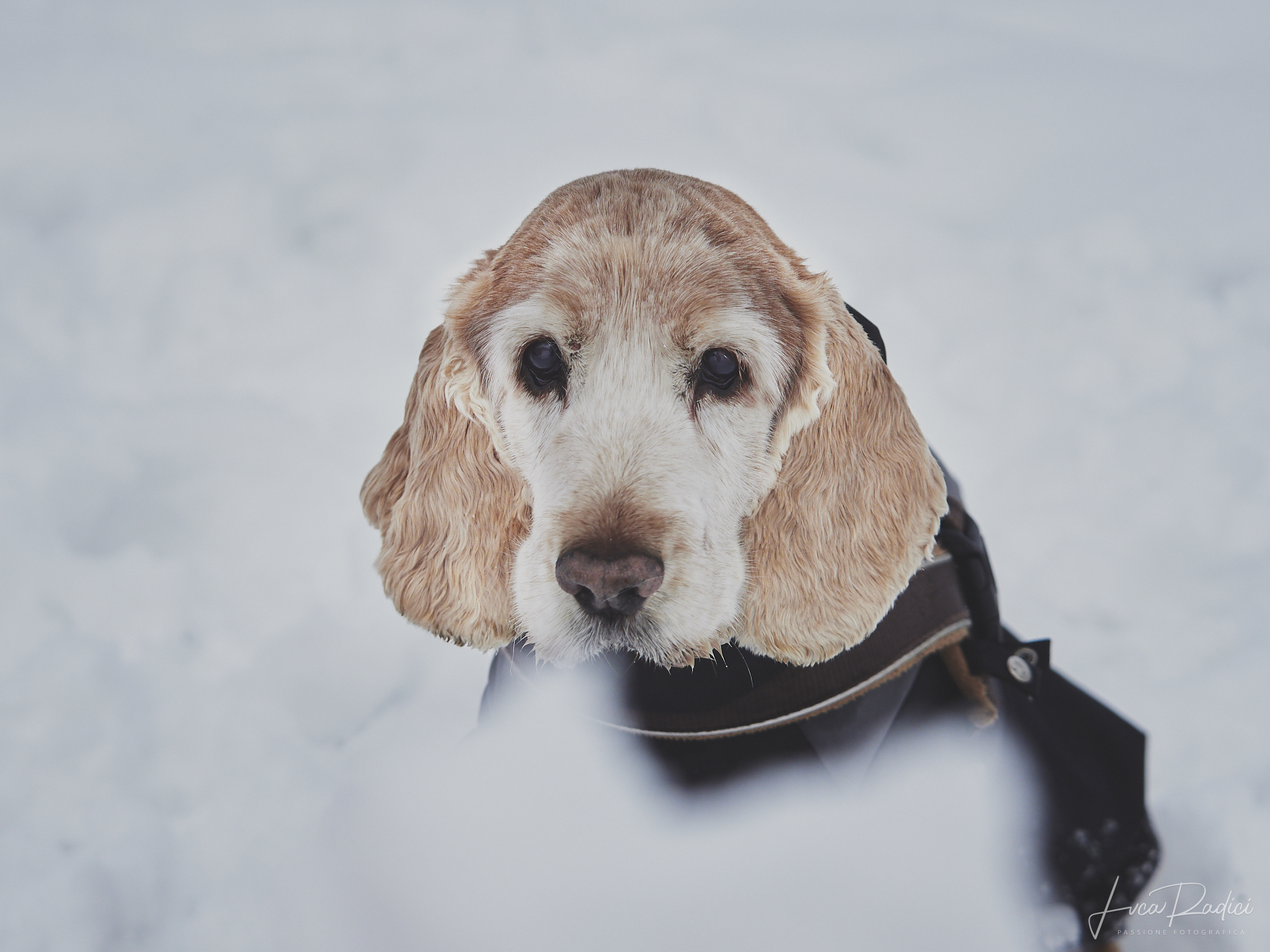 The look of innocence