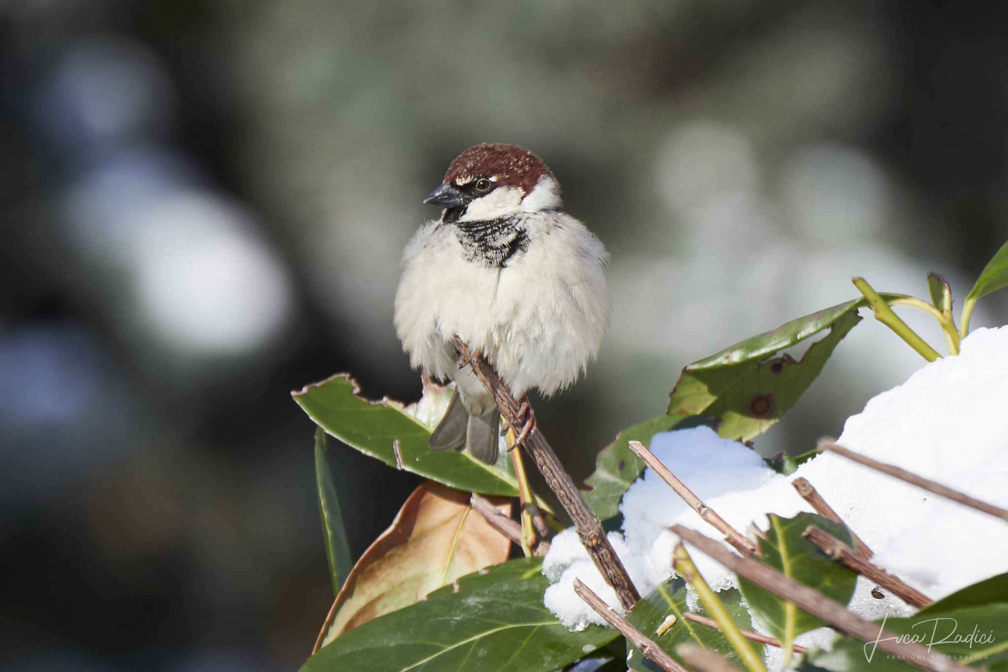 Italian sparrow