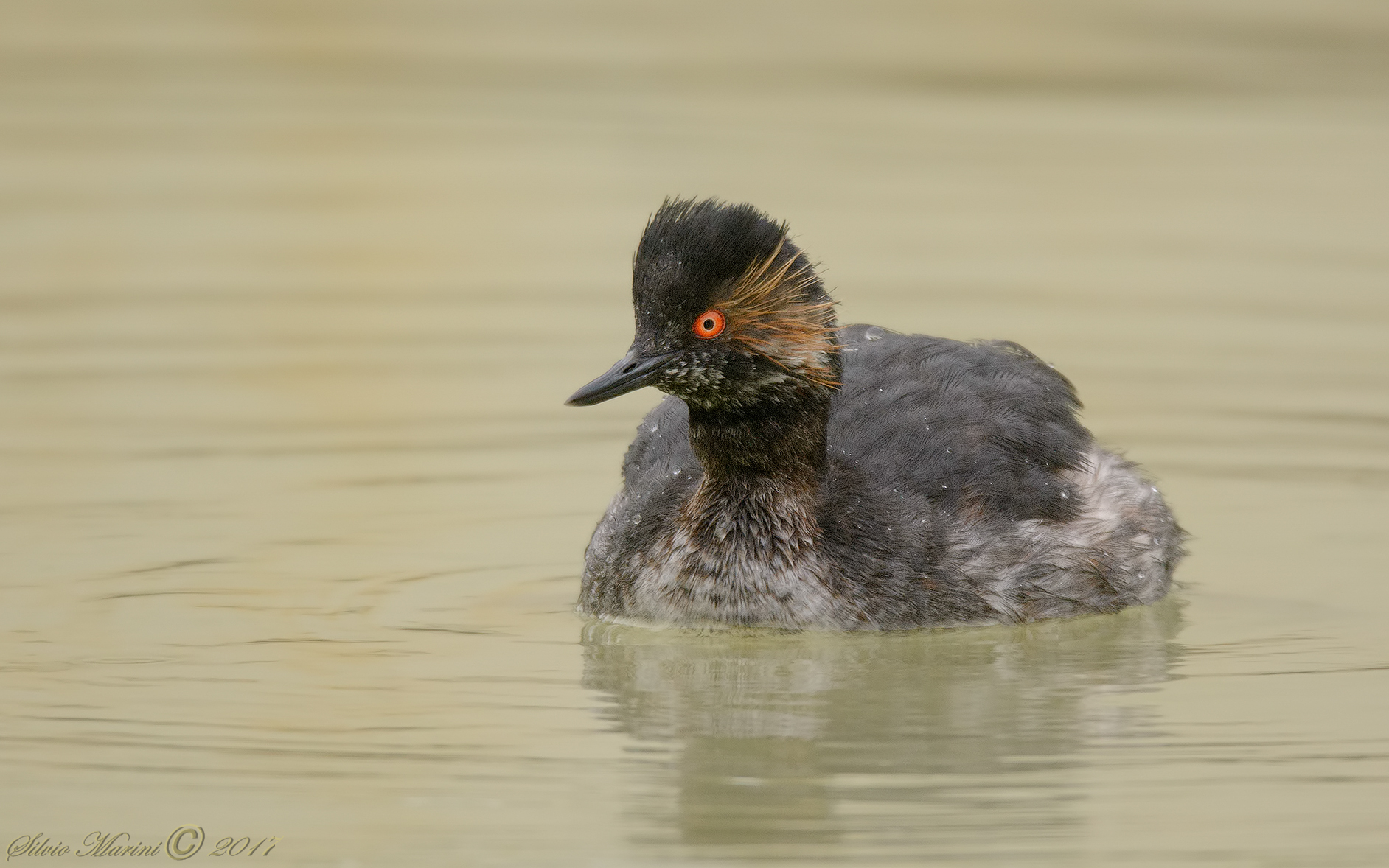 Svasso piccolo ( Podiceps nigricollis)