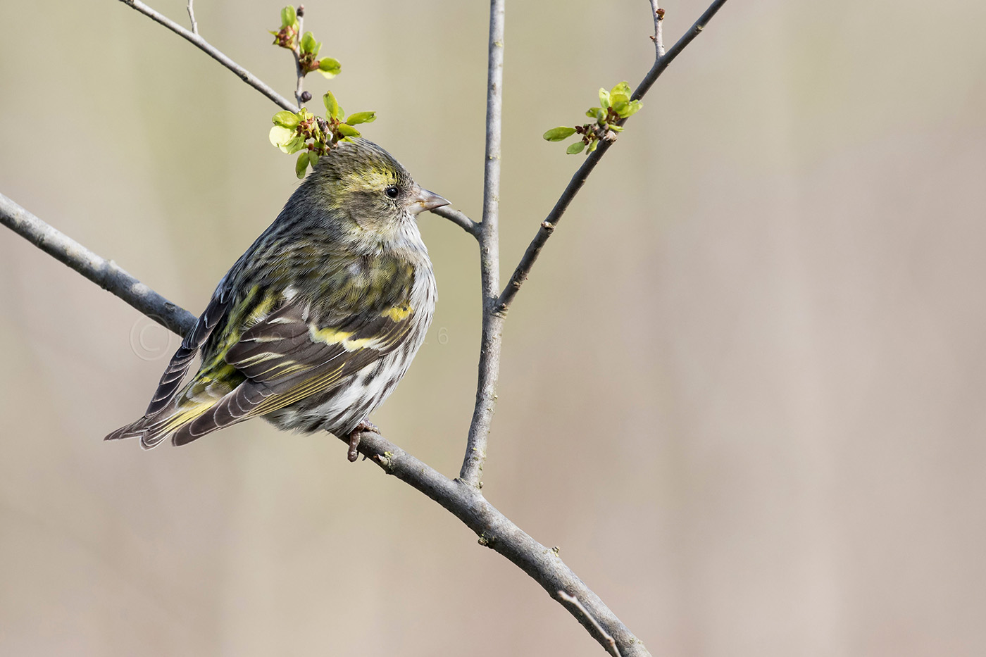 Lucherino (carduelis spinus)