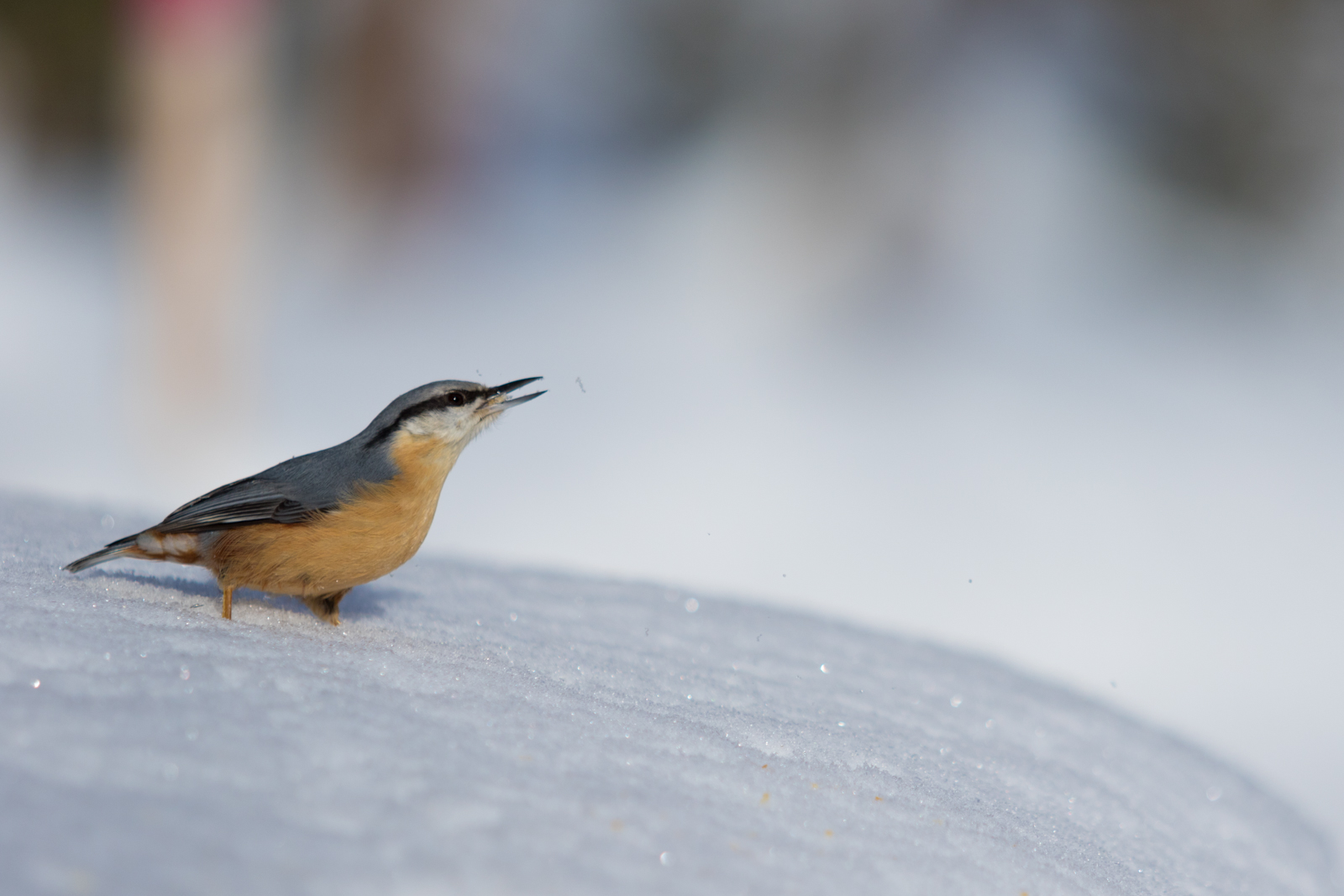 Nuthatch
