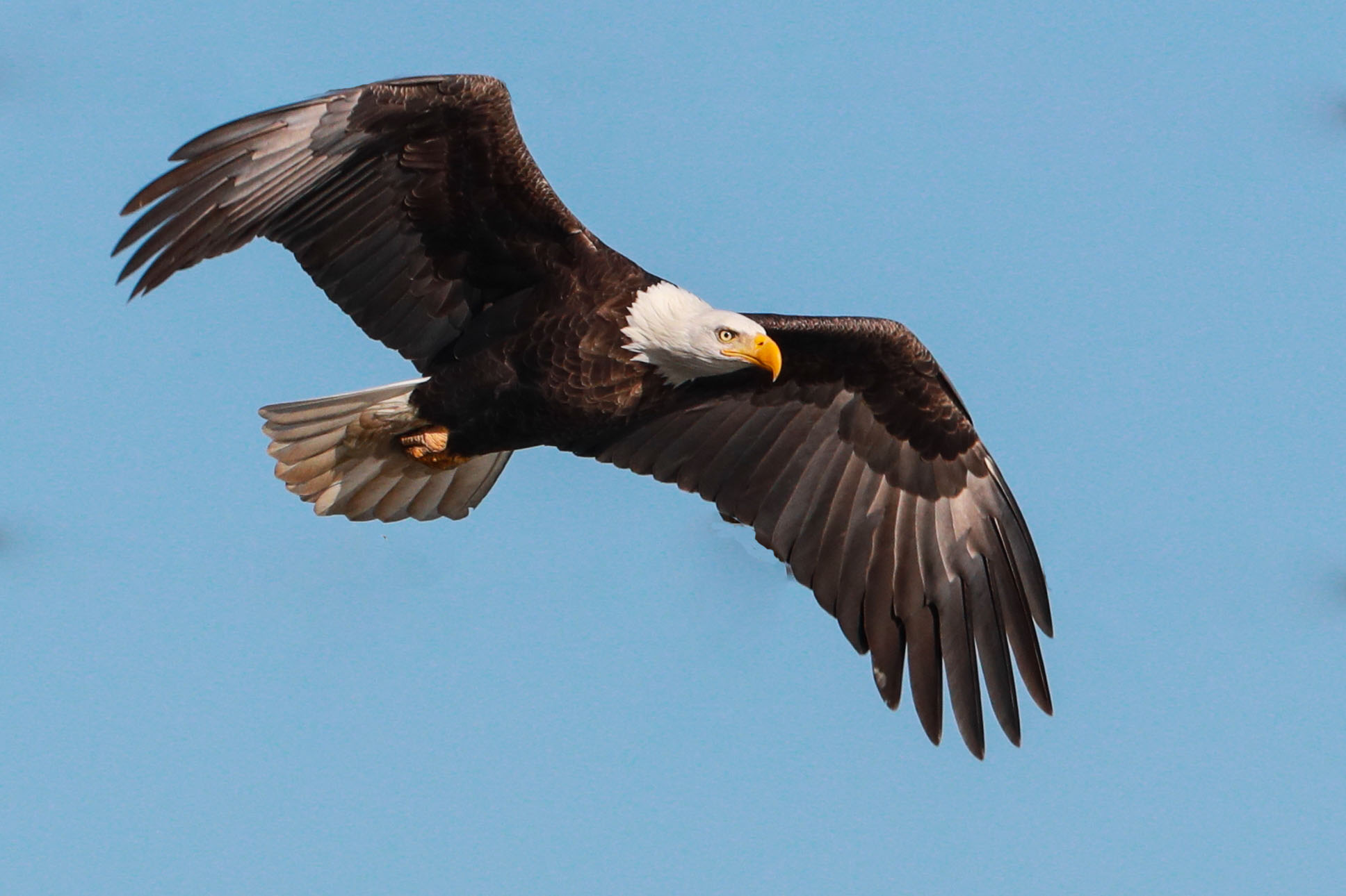 Bald eagle
