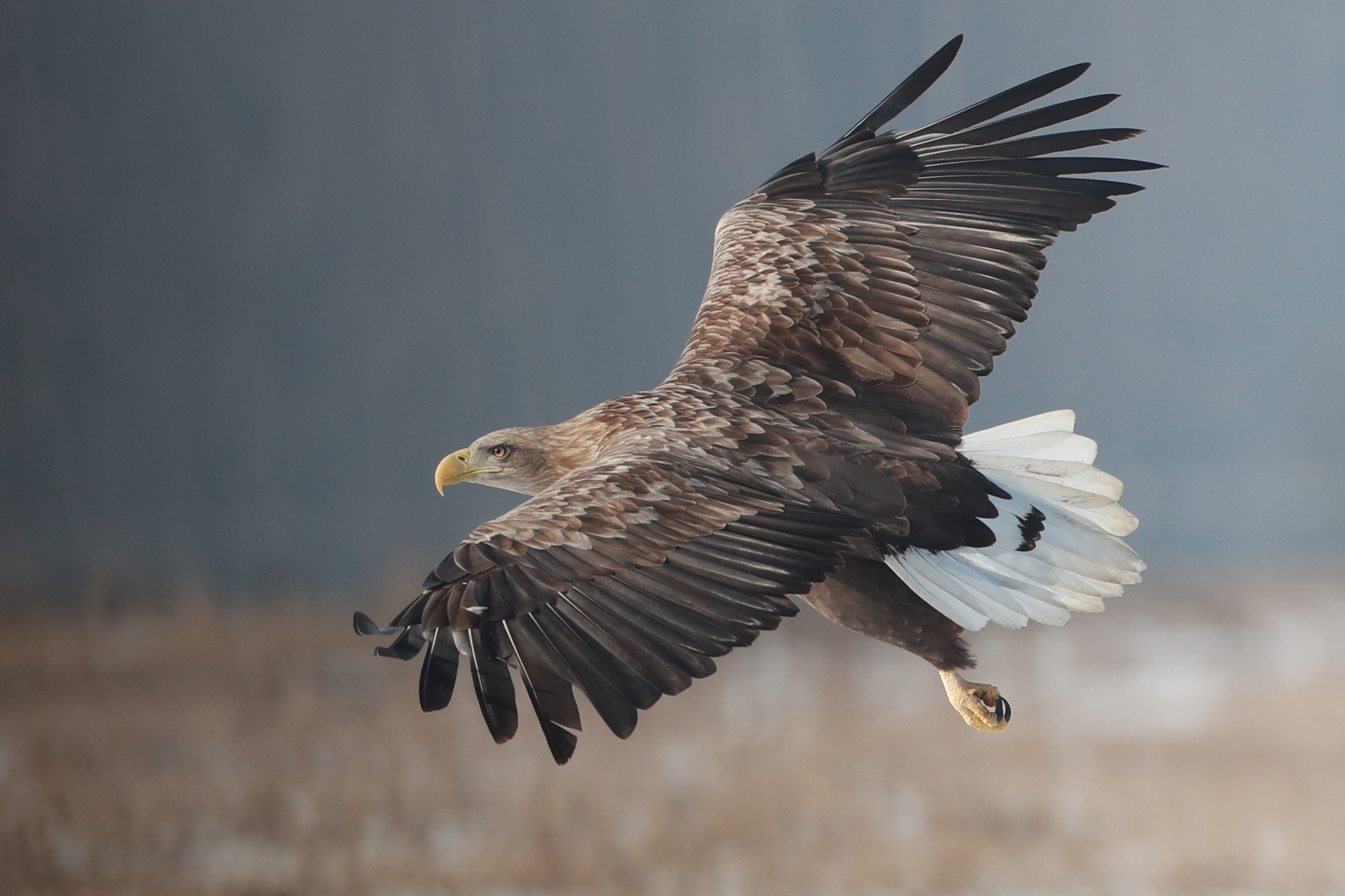 Aquila pescatrice coda bianca