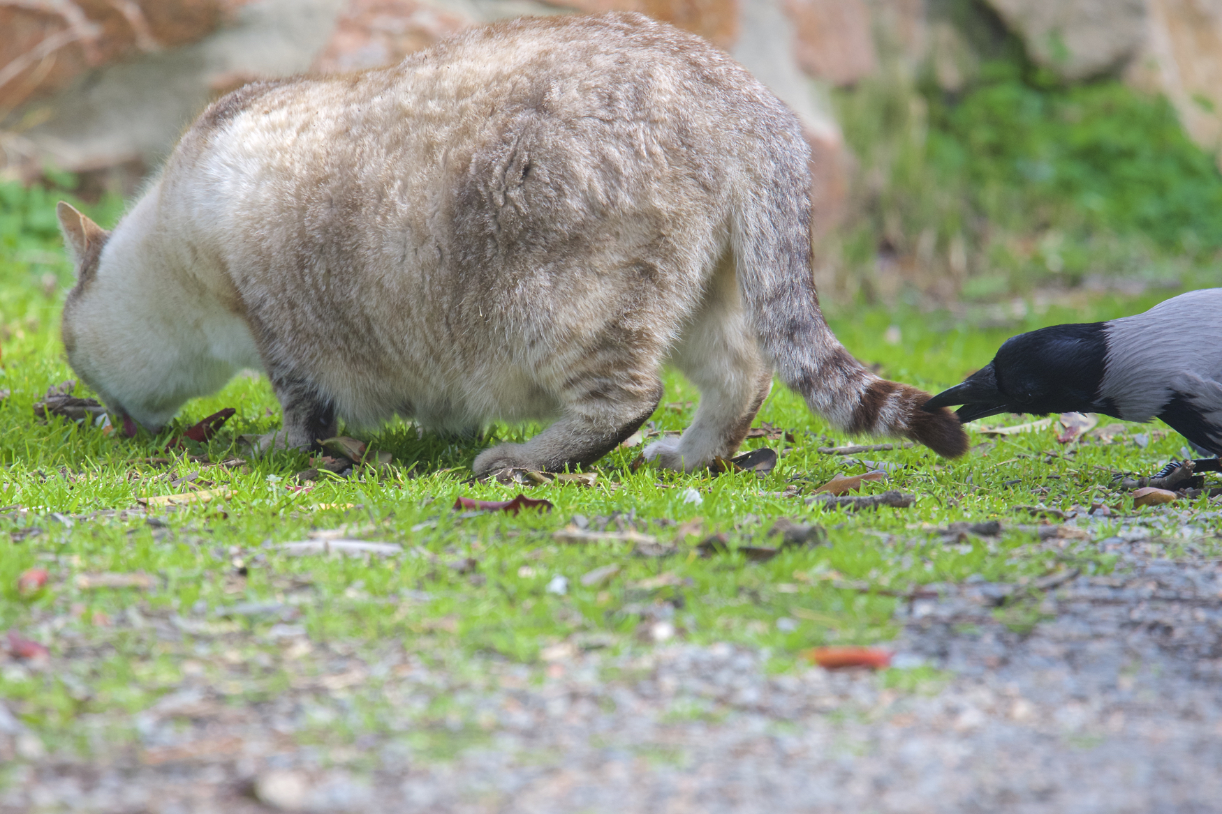 La solita cornacchia importuna