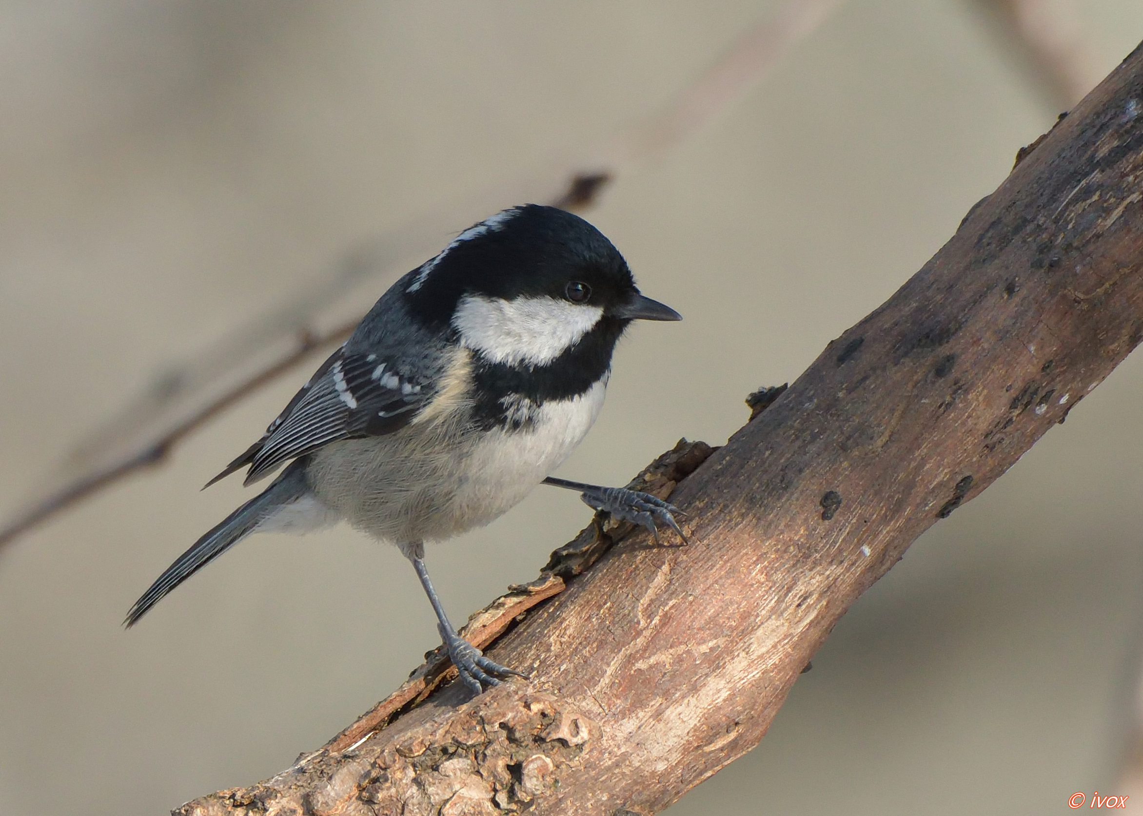 blackberry tit