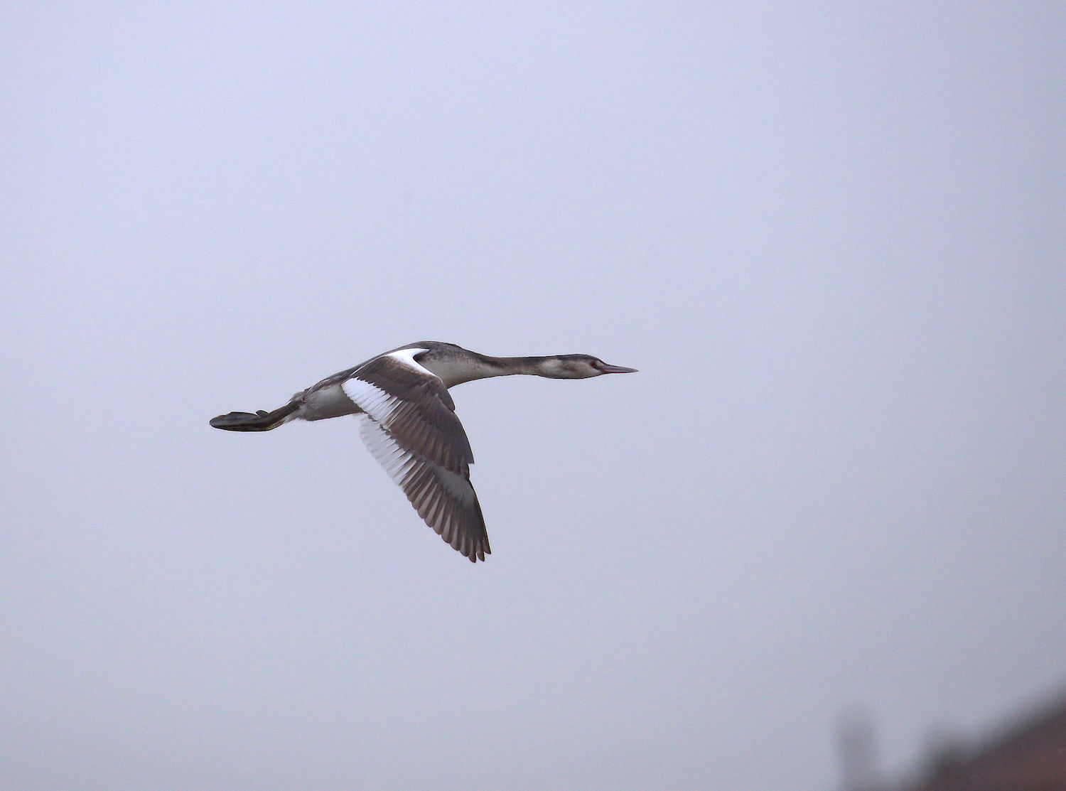 Great Crested Grebe