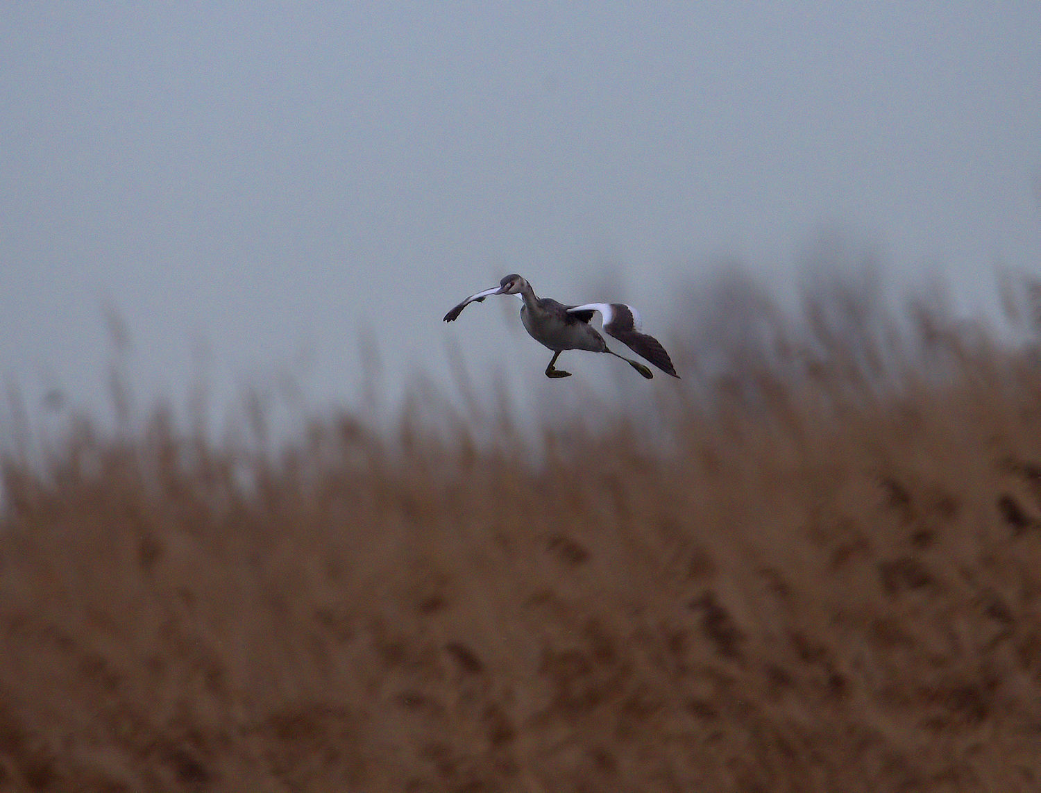 Great Crested Grebe