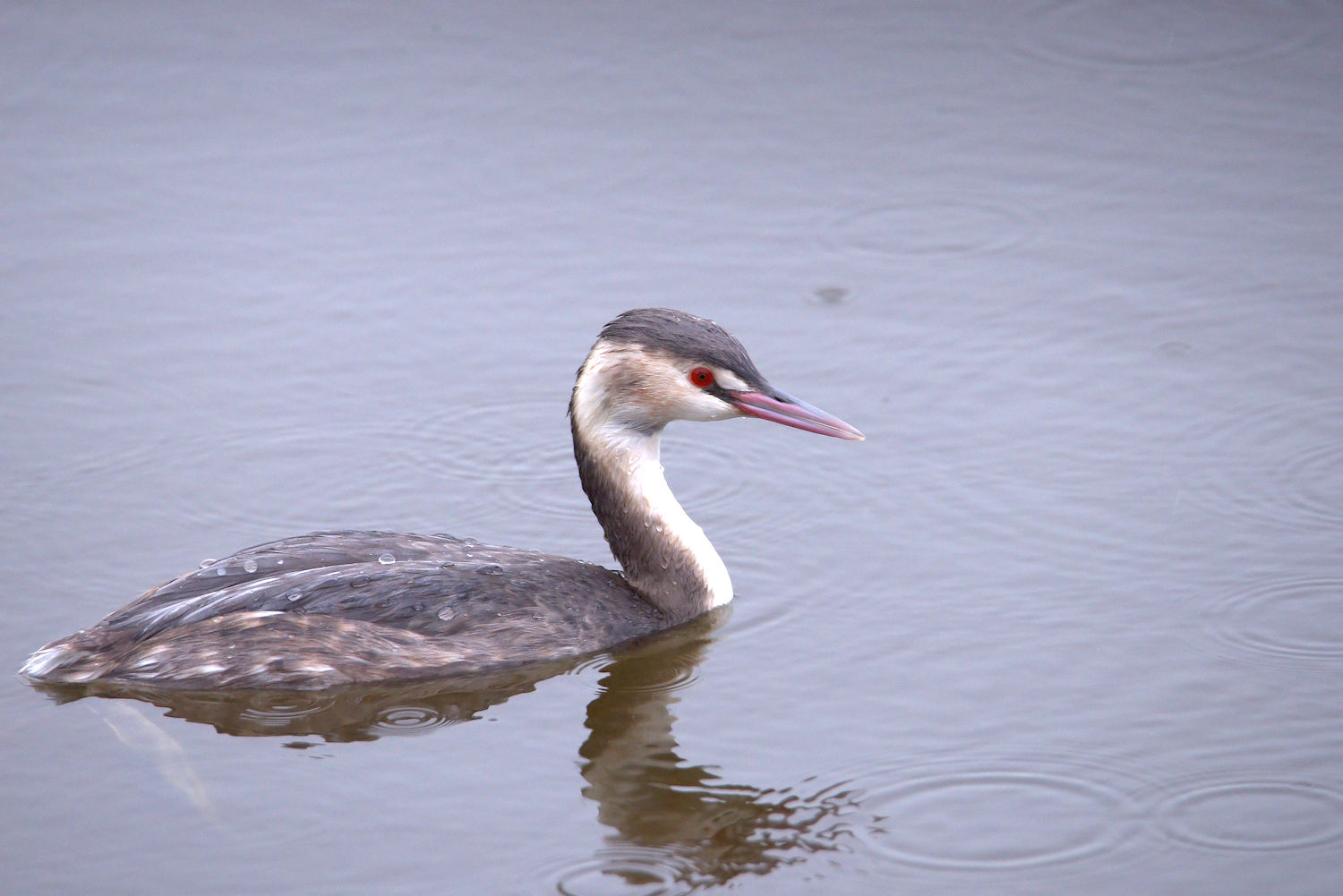 Great Crested Grebe