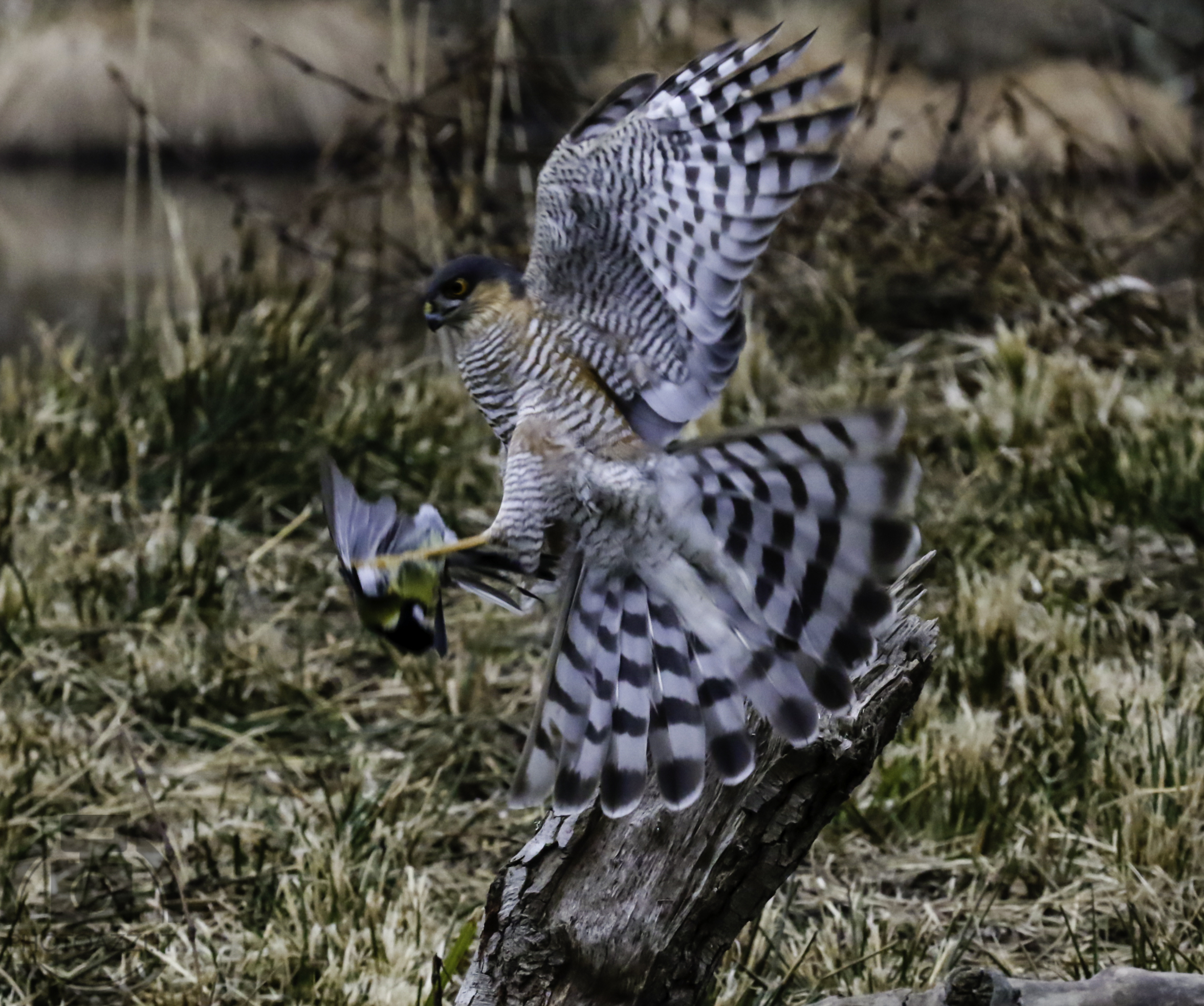 Sparrowhawk catches Great Tit