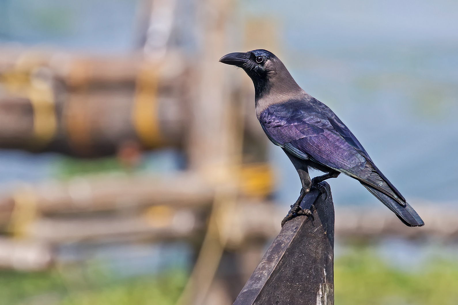 House Crow