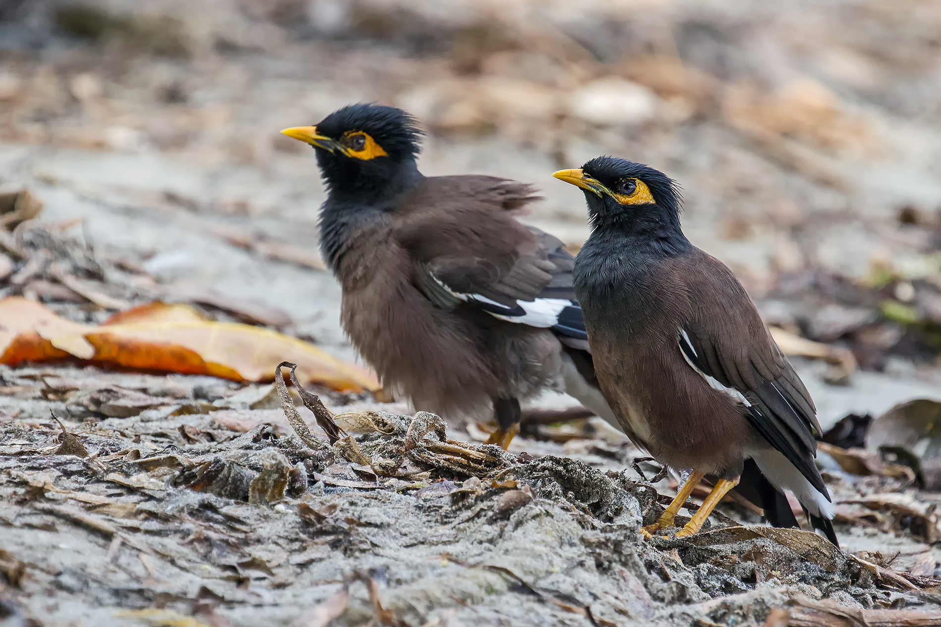 Common Myna
