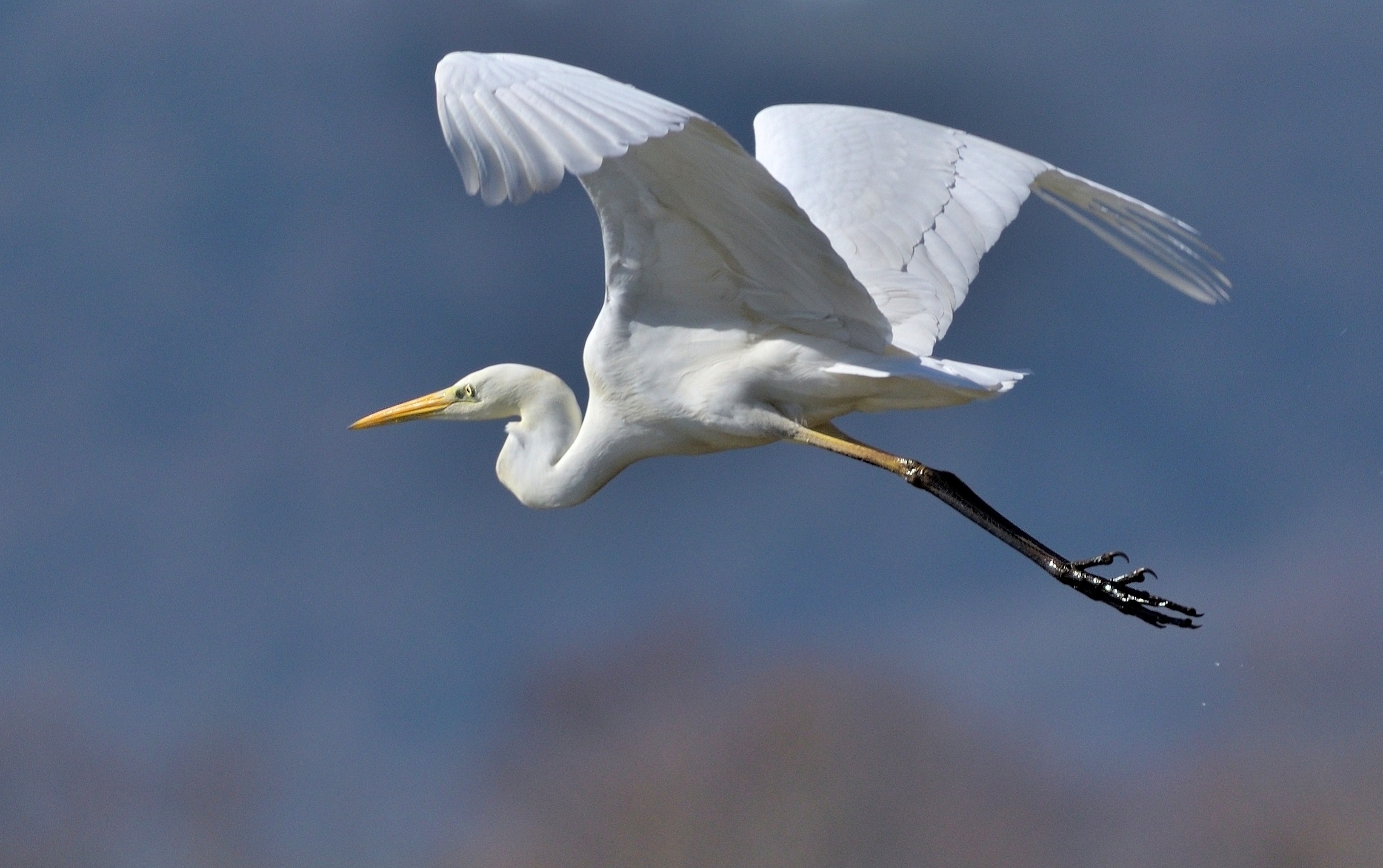 Great white heron