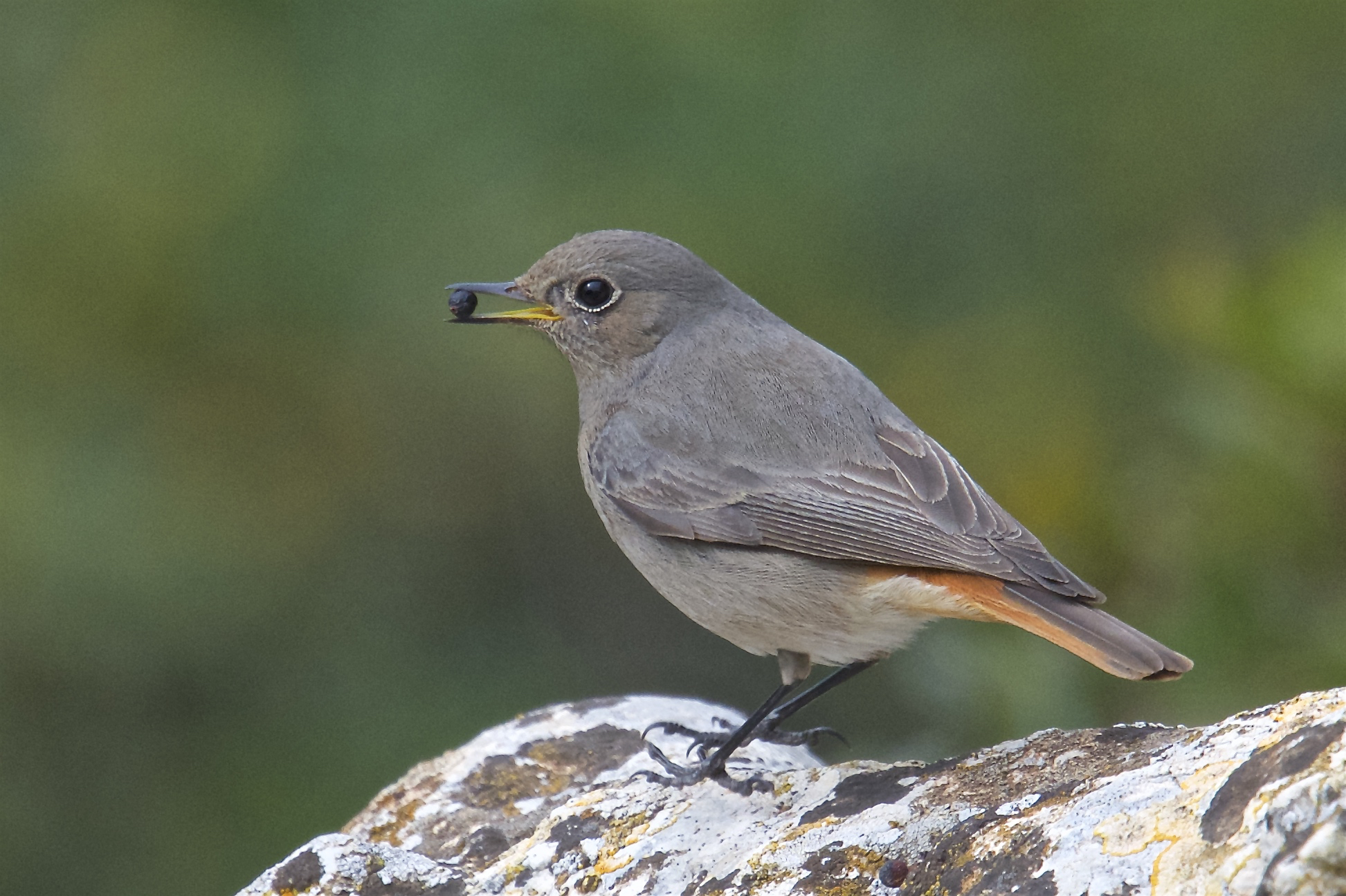 Codirosso spazzacamino