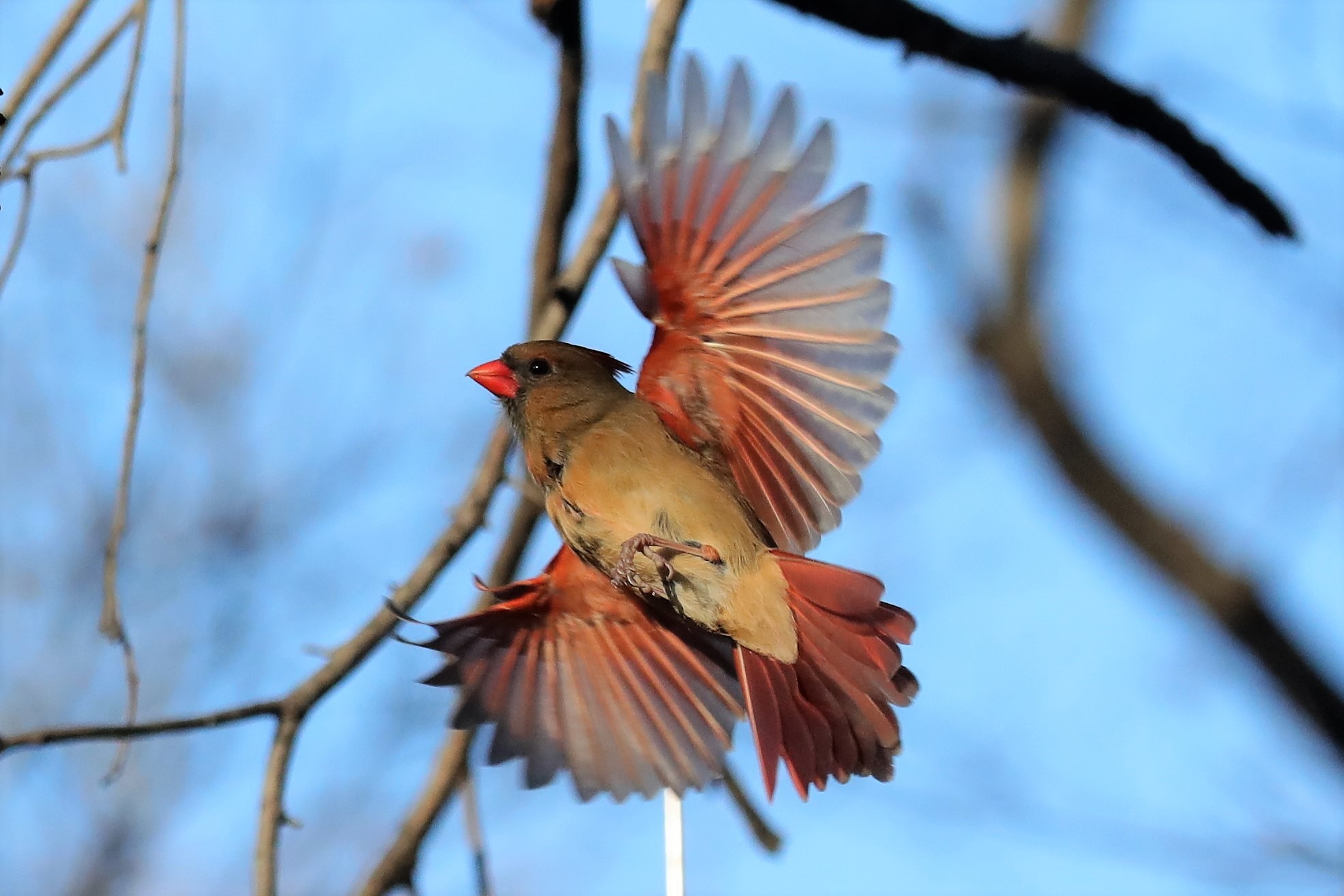 Uccellino del Central Patk