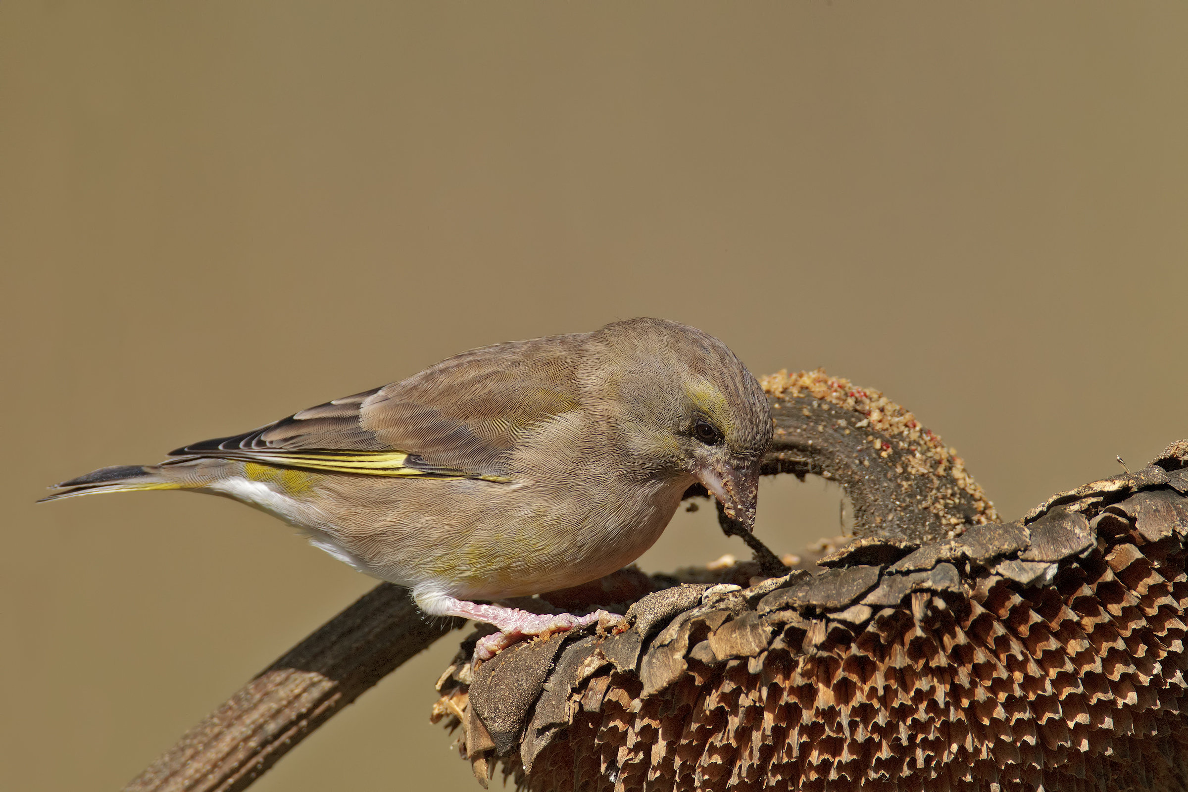 greenfinch thoughtful
