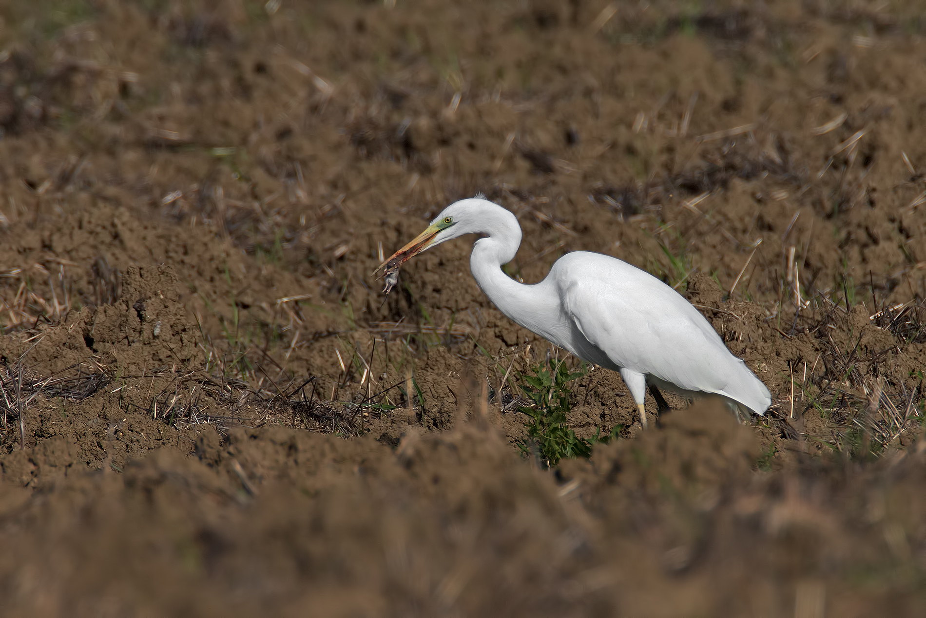 White Egret with vole