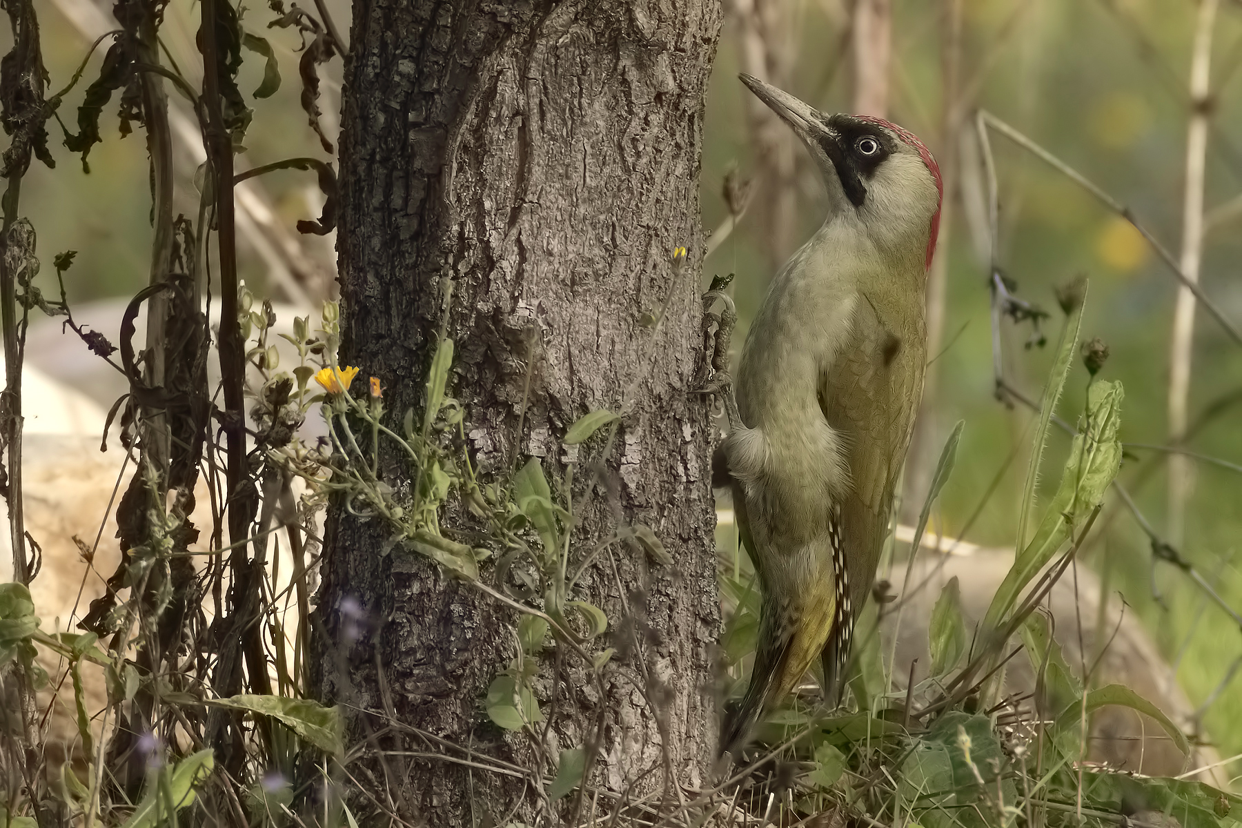 Green Woodpecker