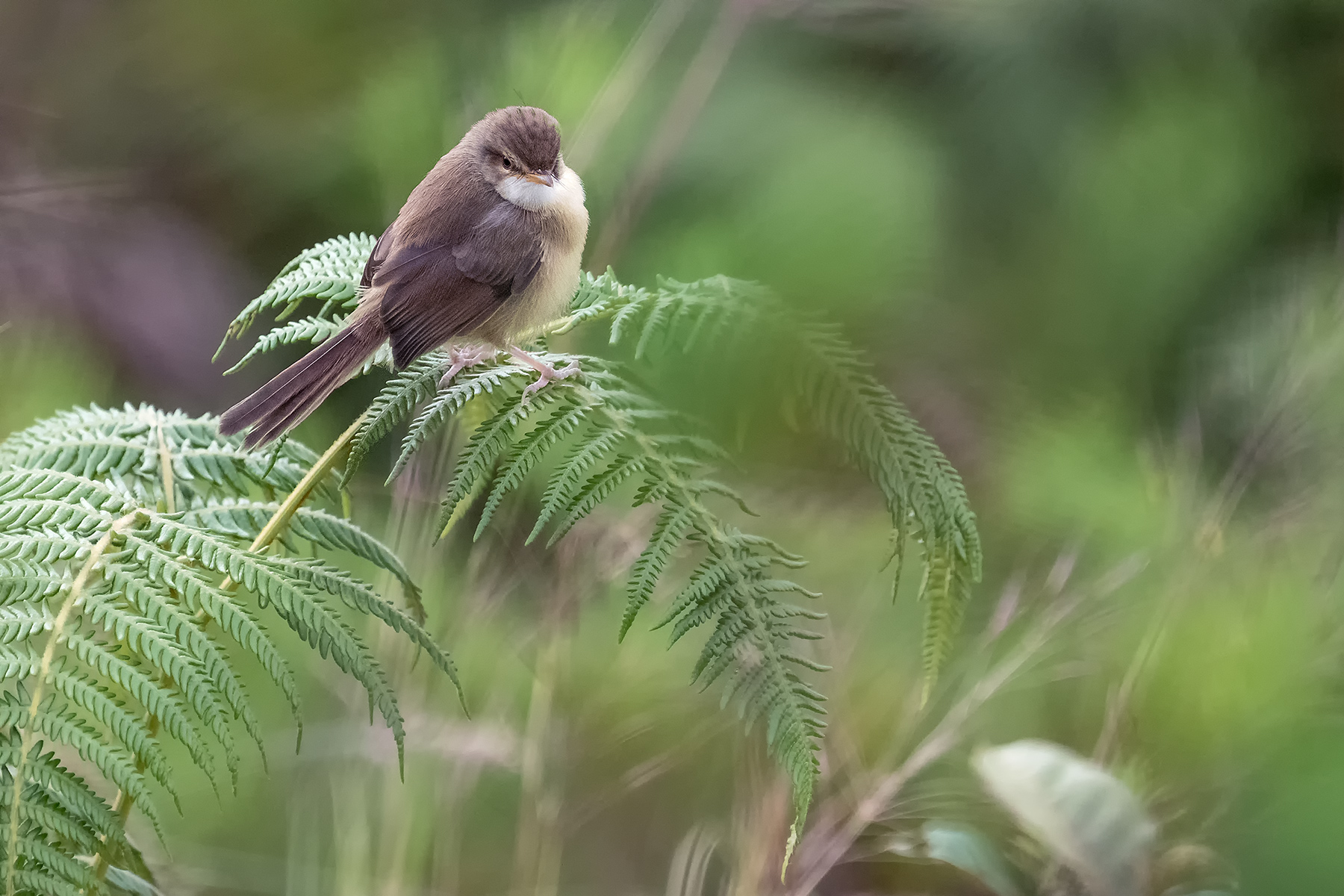 Jungle prinia