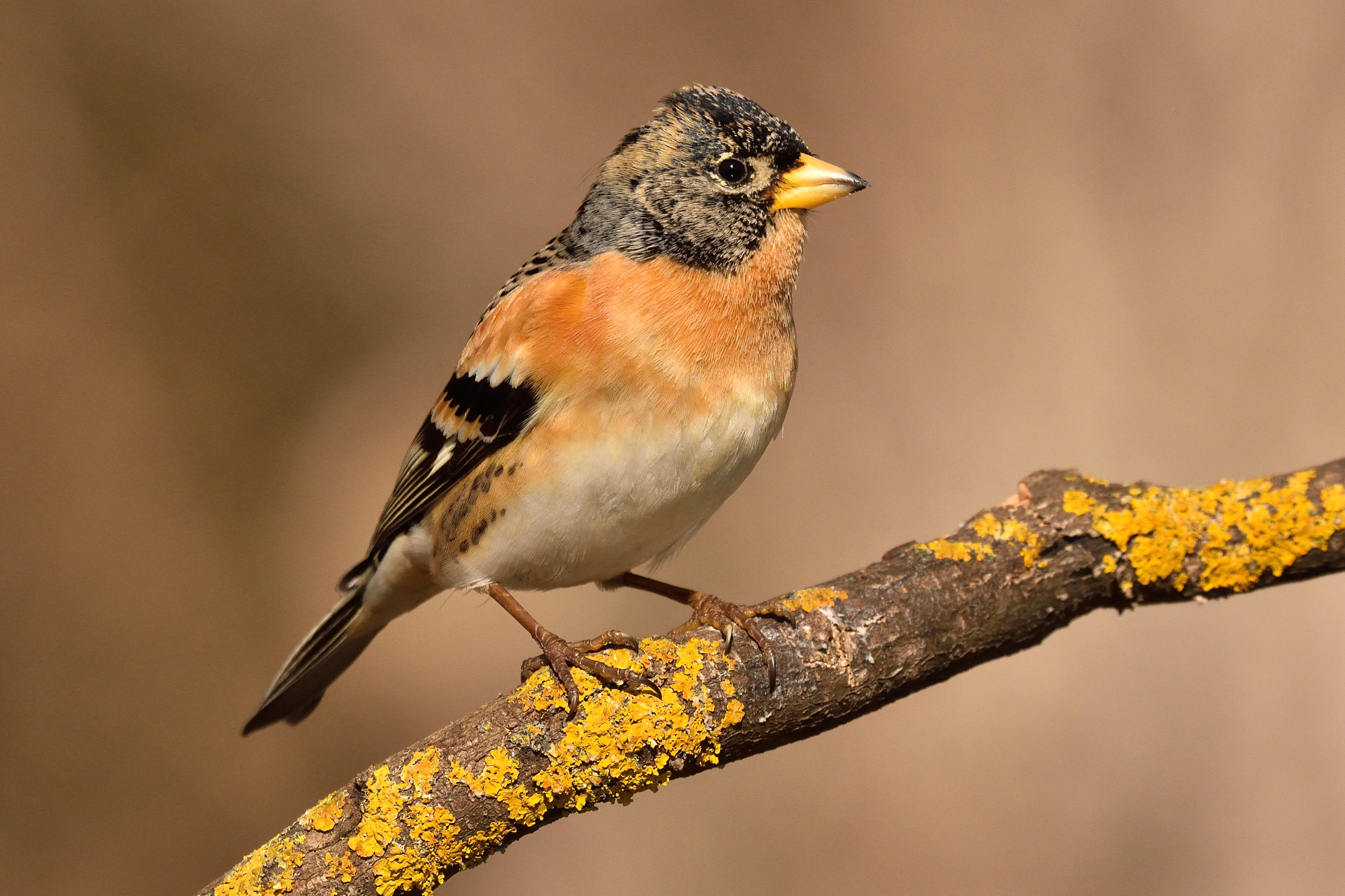 Brambling