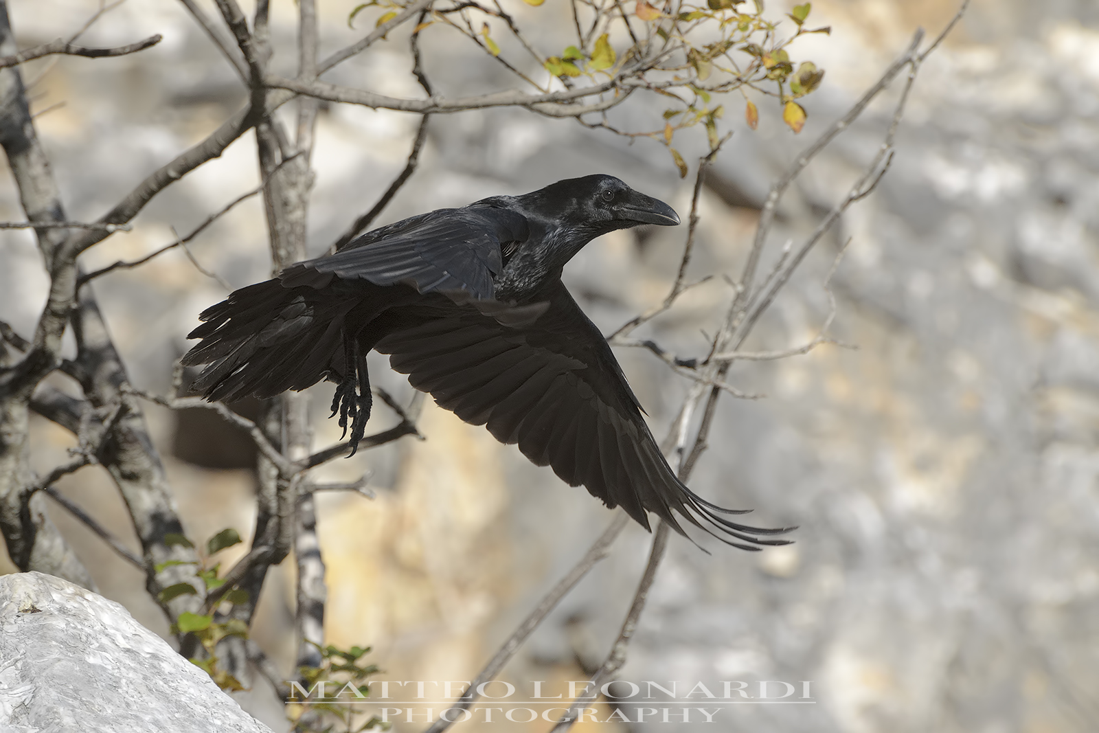 Corvo Imperiale - Apuan Alps