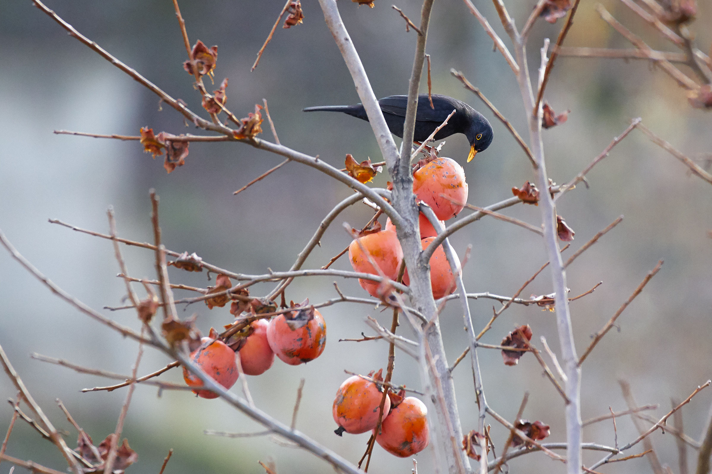 Persimmons like persimmons