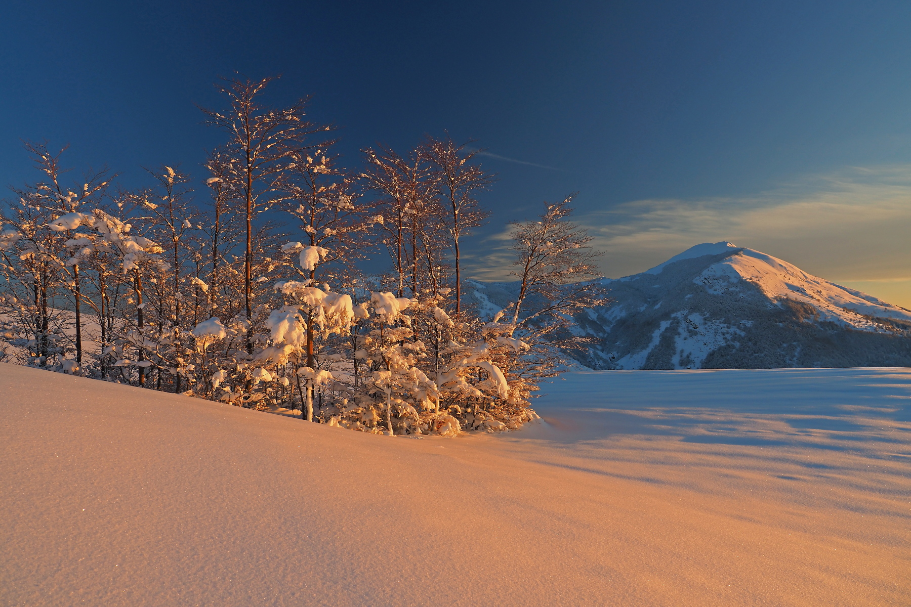 Warm light on the grove