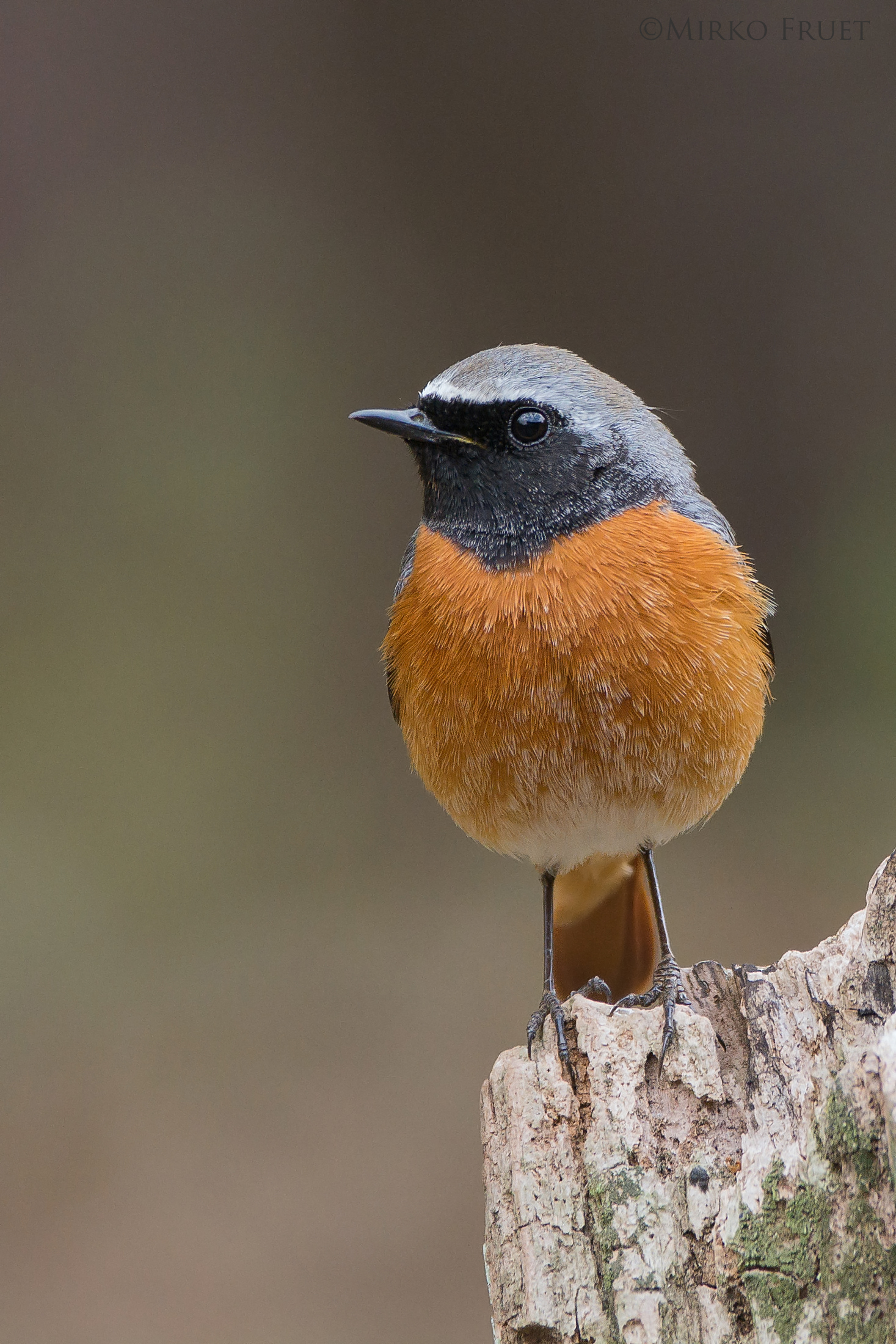 Redstart